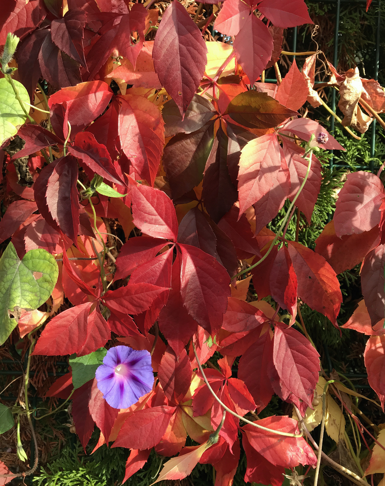 autumn-colors-2.jpg
