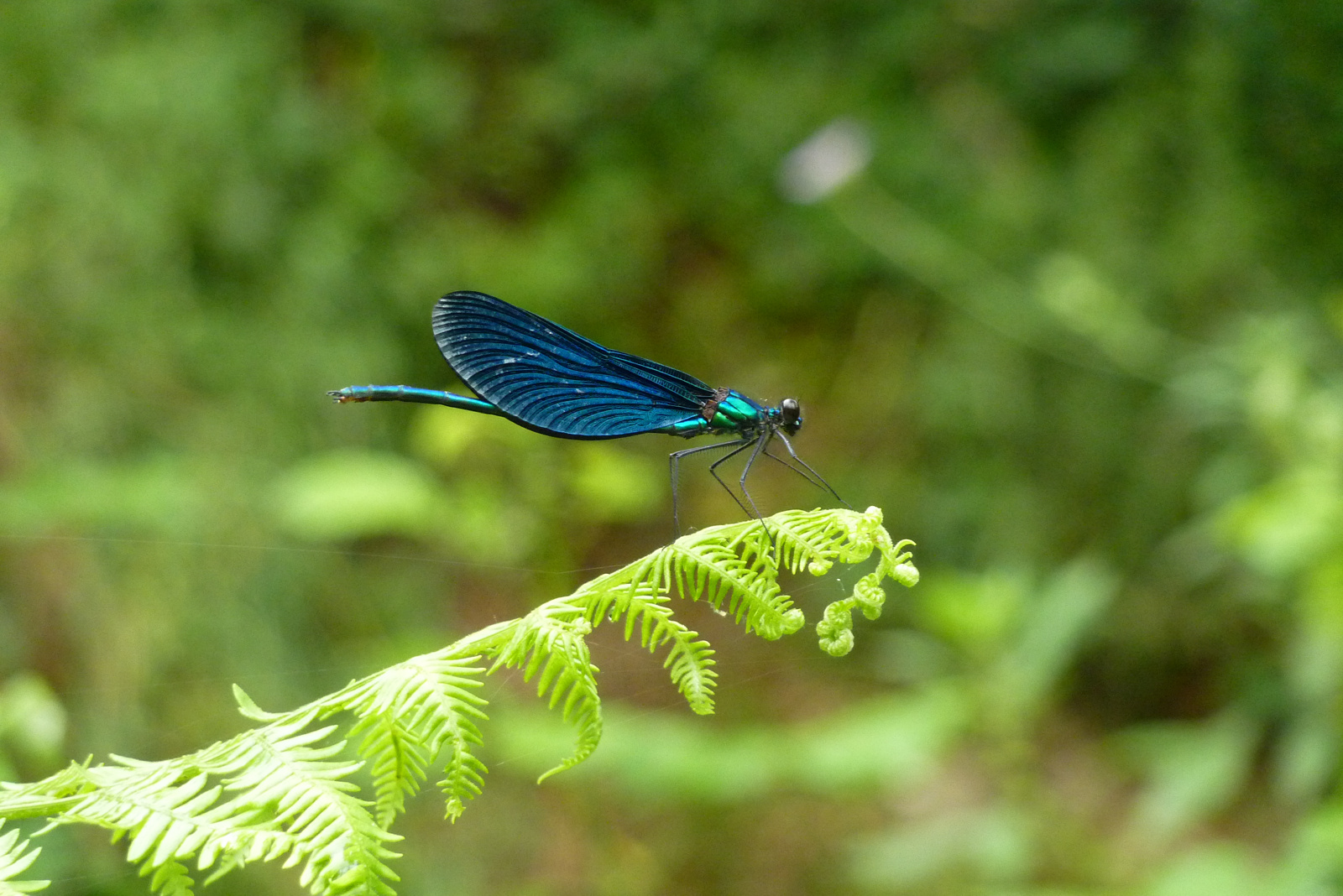 dragonfly-blue-eye.jpg