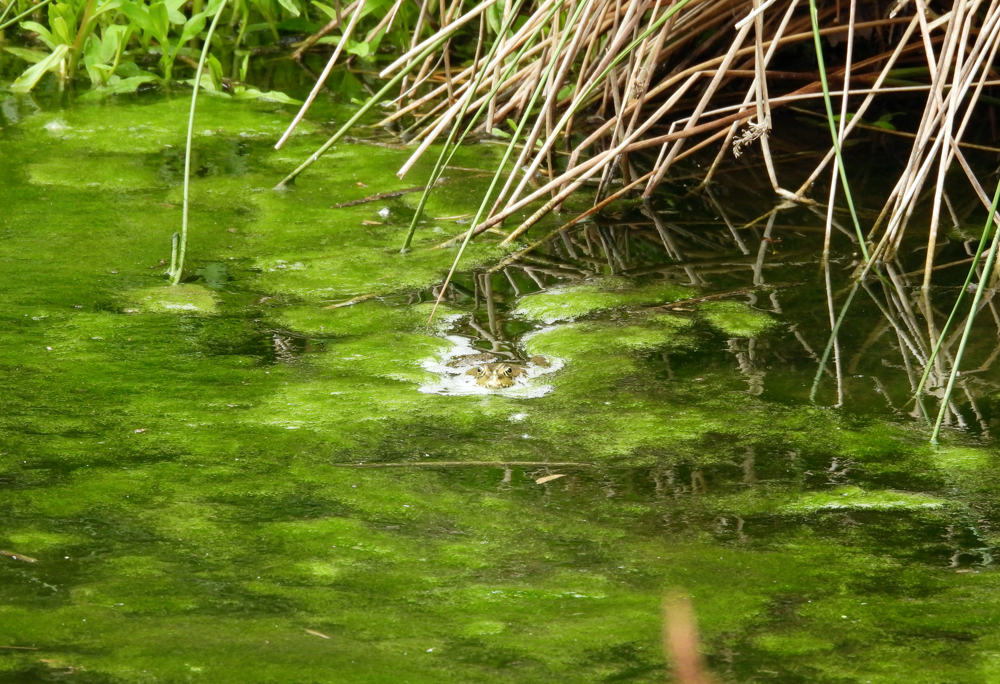 frog-1.jpg