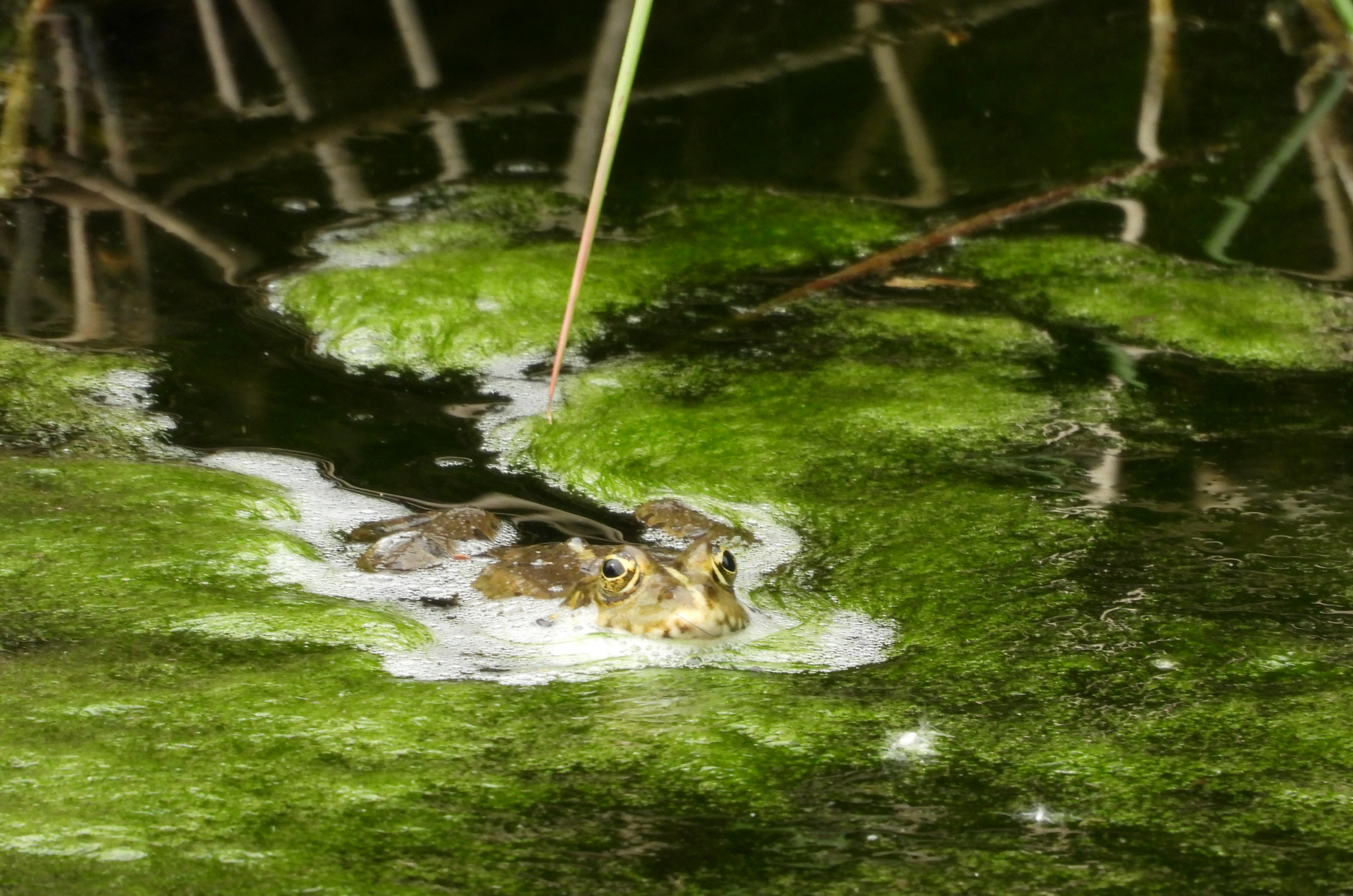 frog-3.jpg