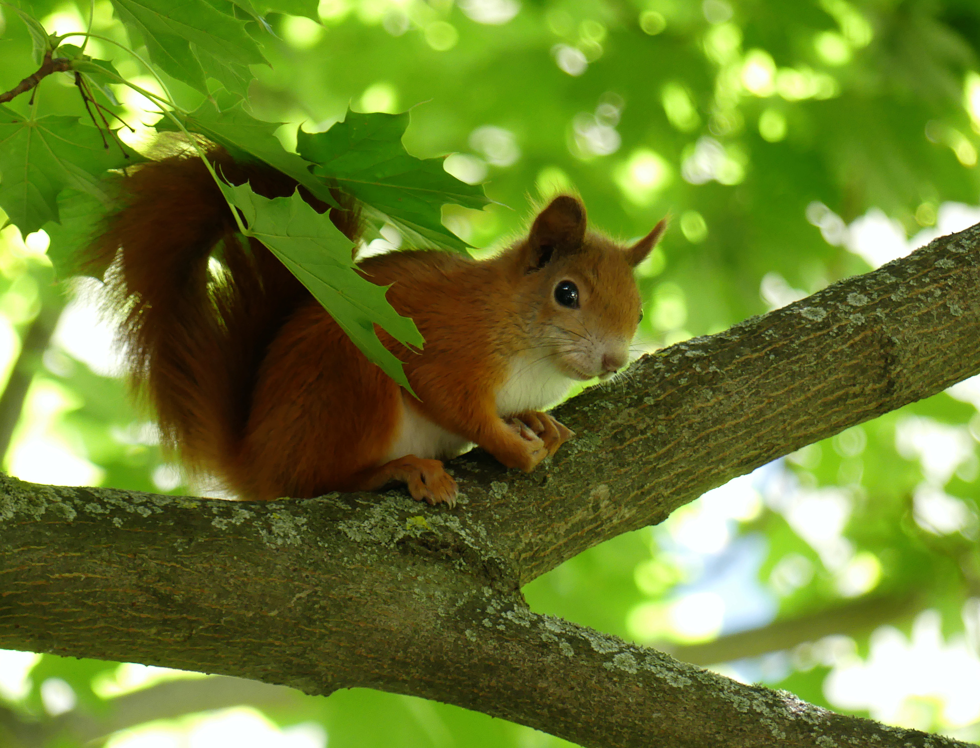 squirrel-4.jpg