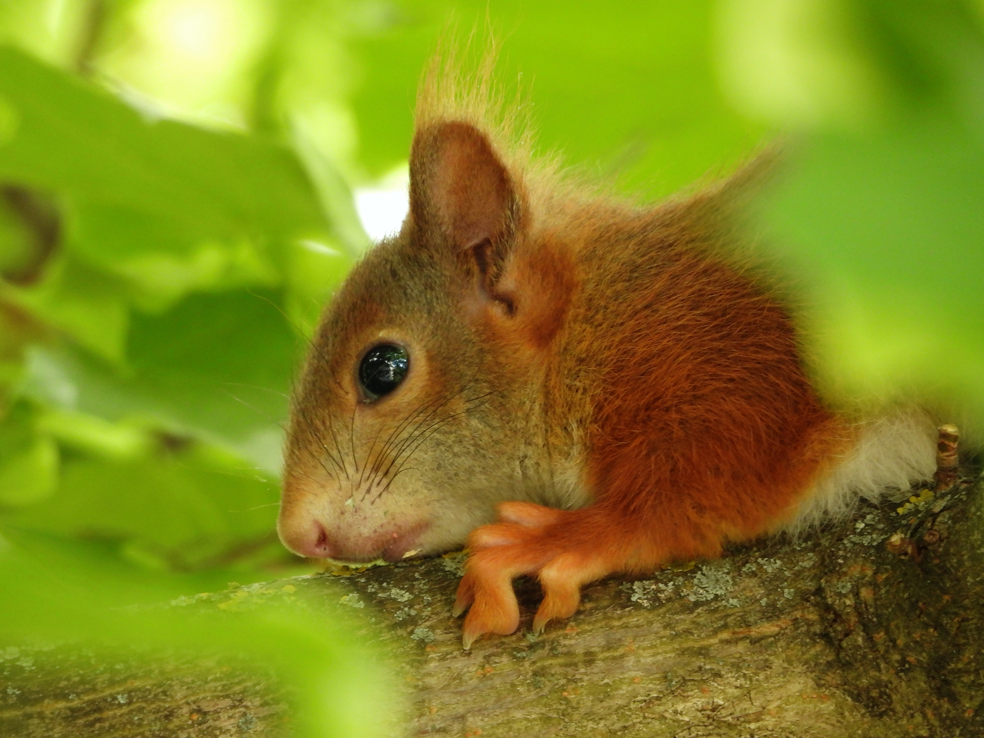 squirrel-7.jpg