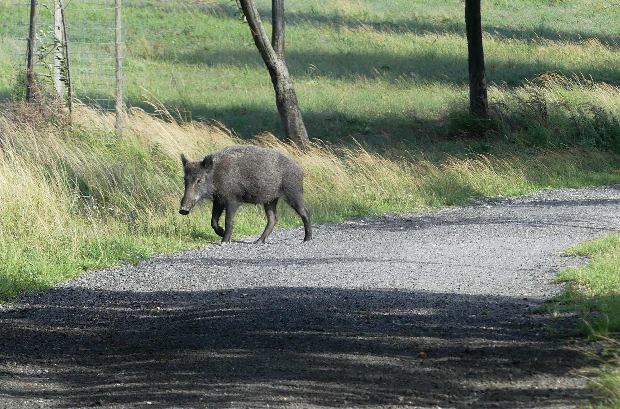 wild-boar-1.jpg