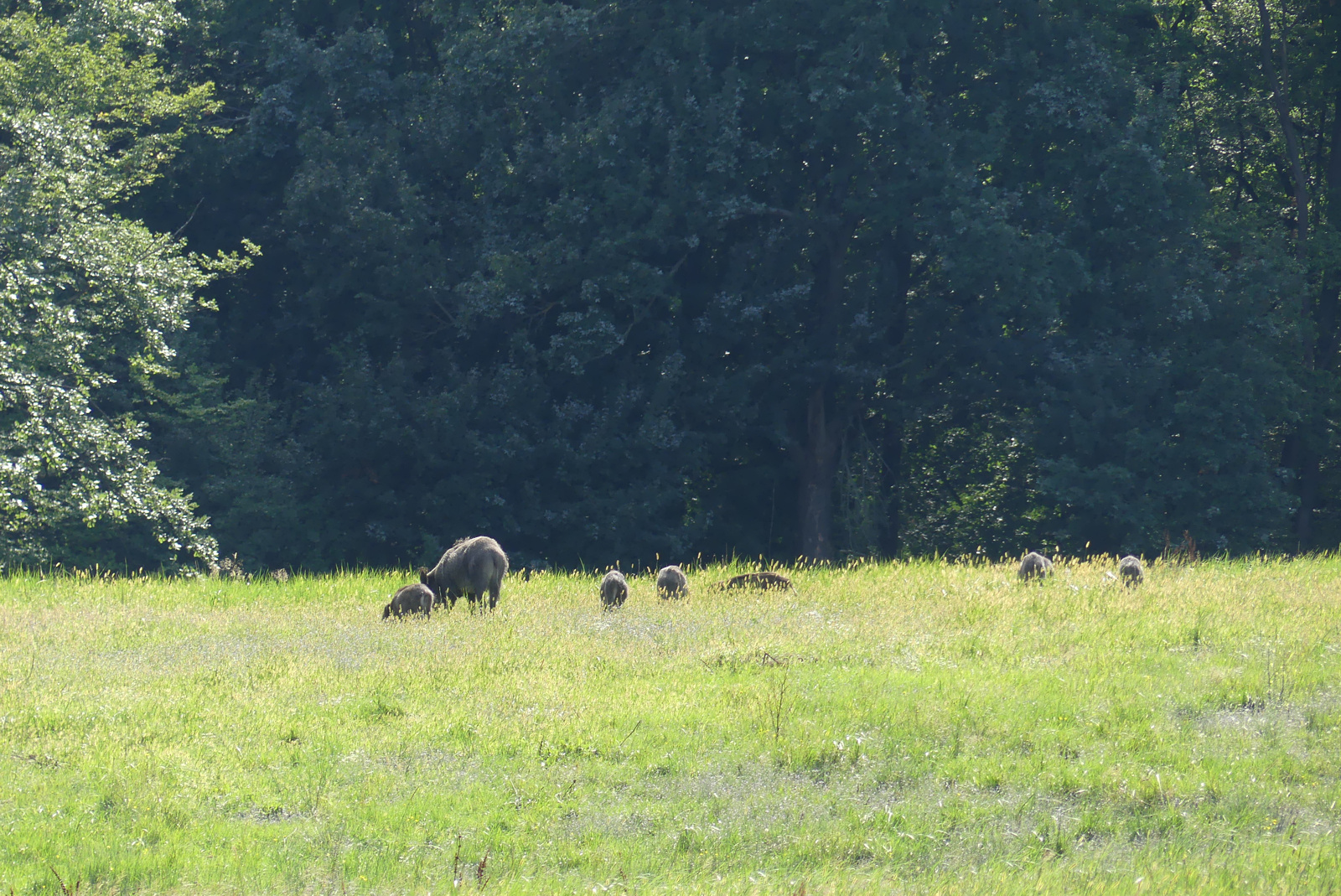 wild-boars-3.jpg