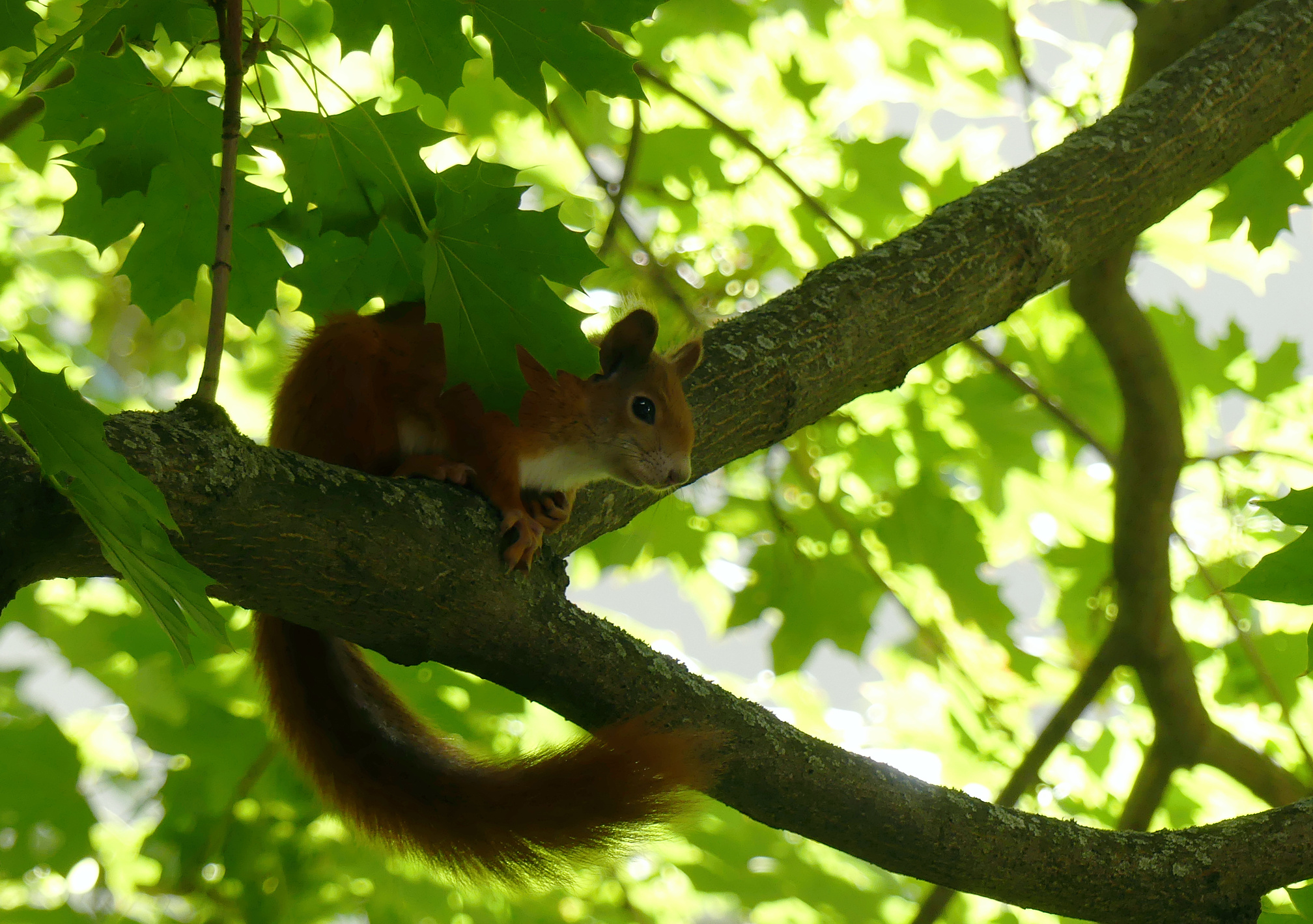 squirrel-1.jpg