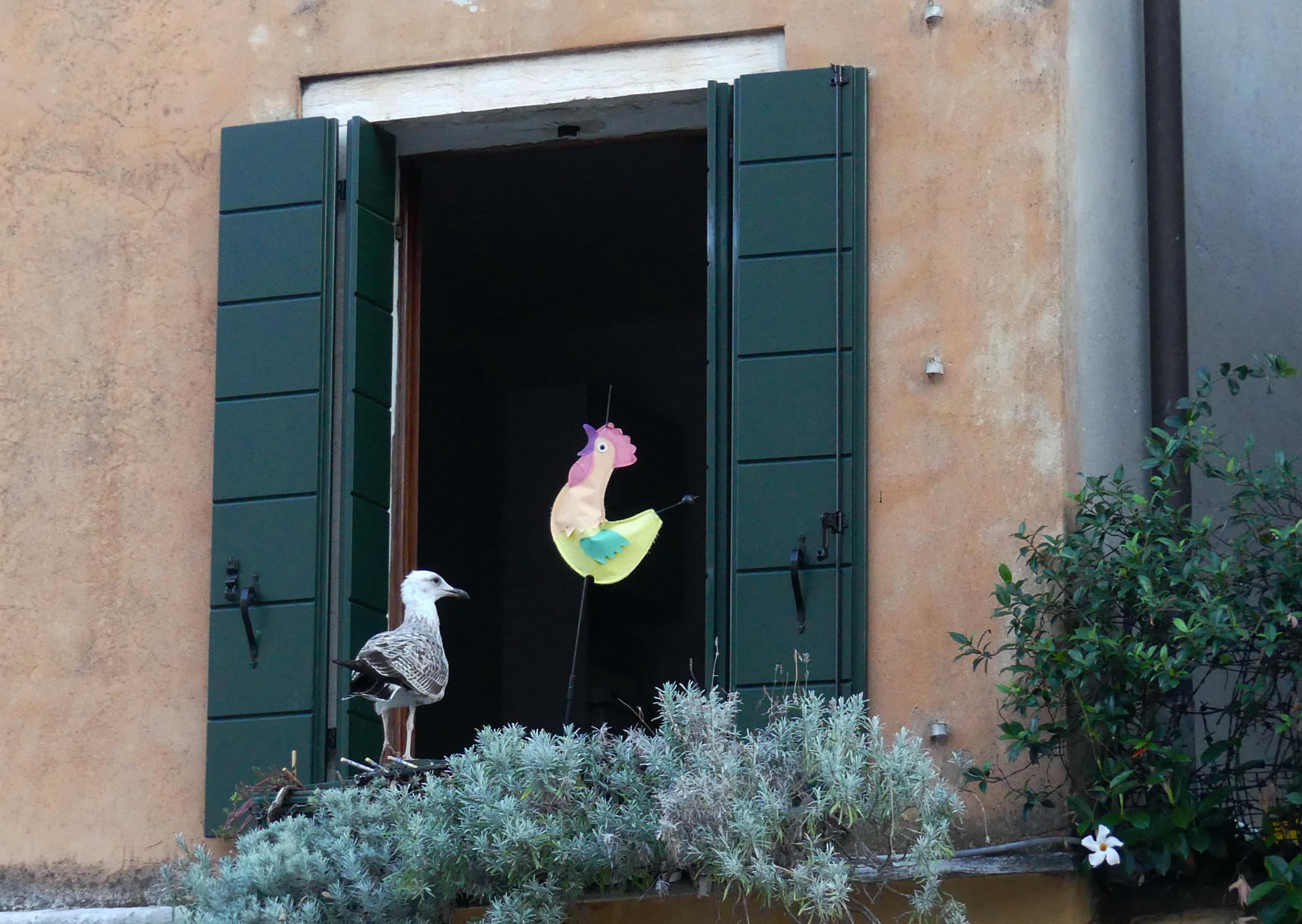 venice-birds-in-window.jpg