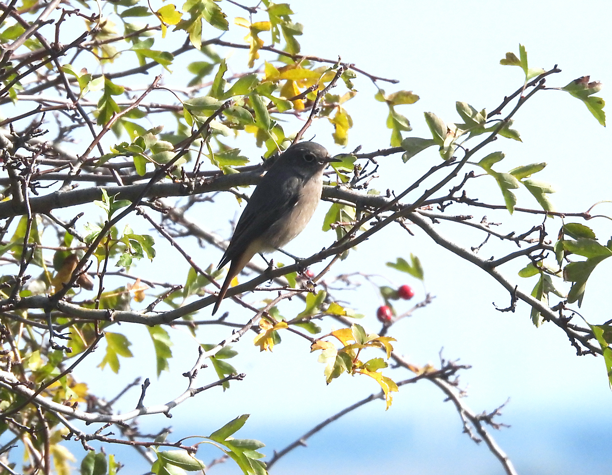 black-redstart.jpg