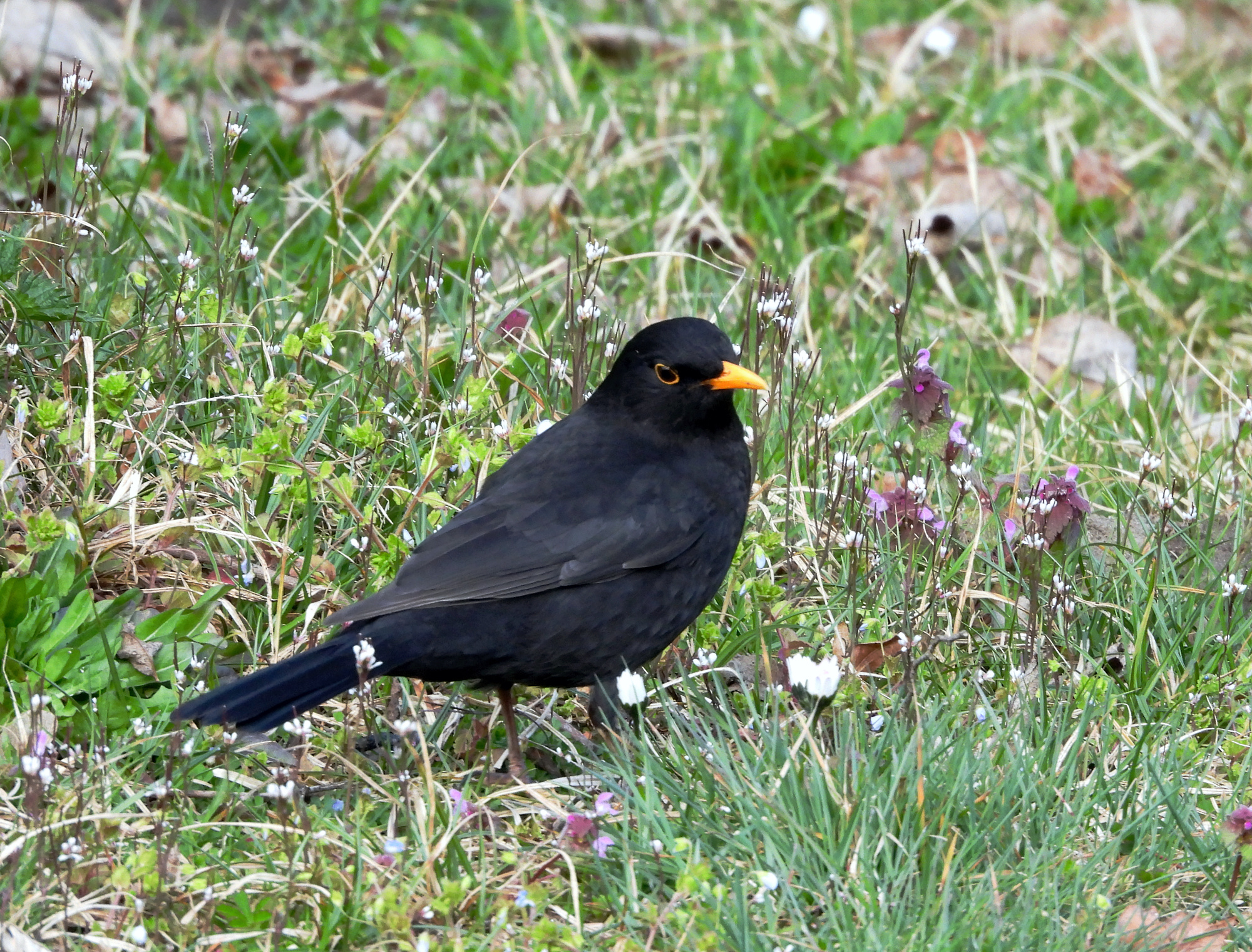 blackbird-1.jpg