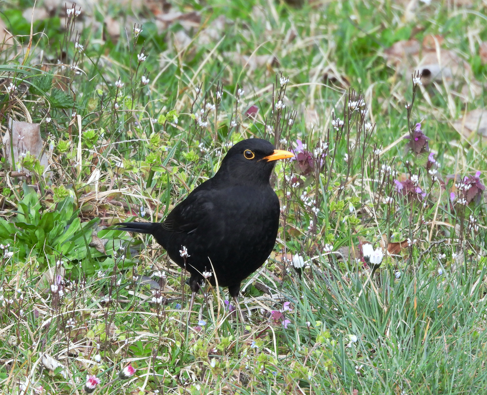 blackbird-2.jpg