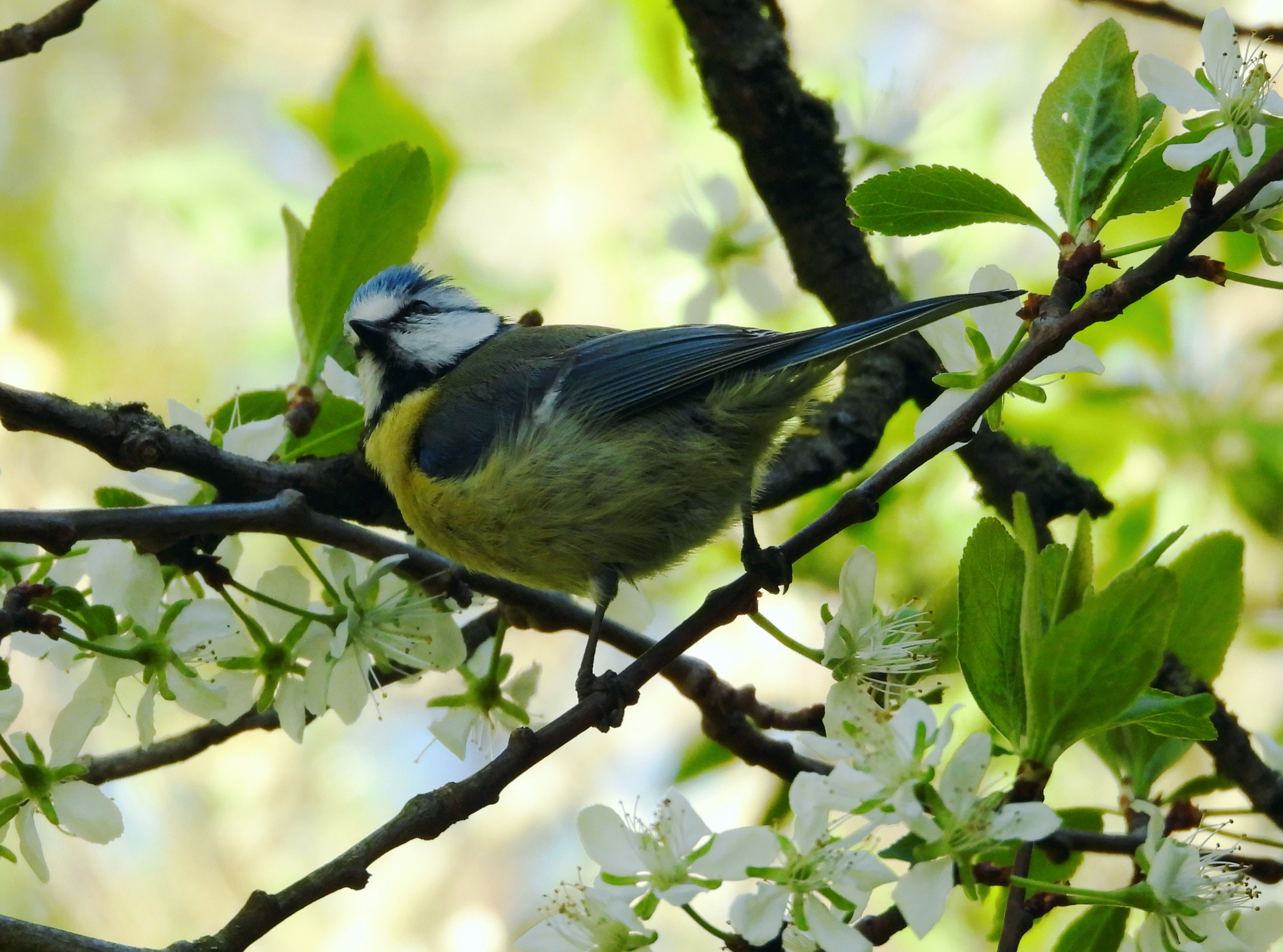blue-tit.jpg