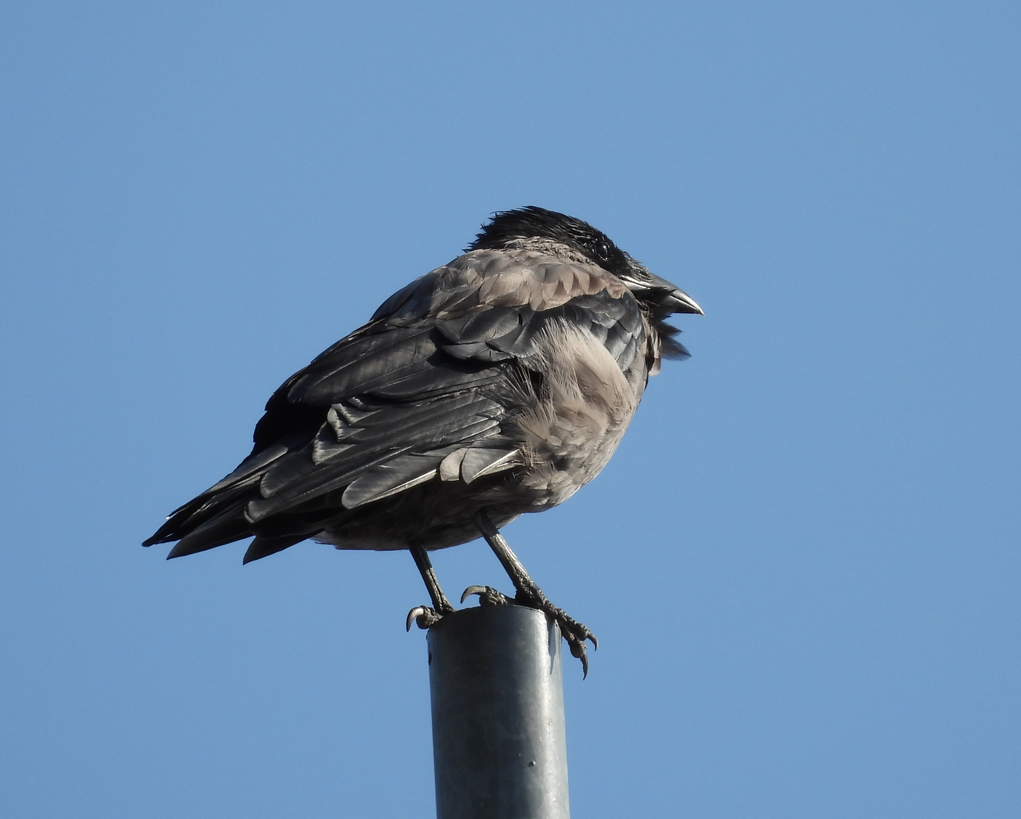 crow-on-the-roof.jpg