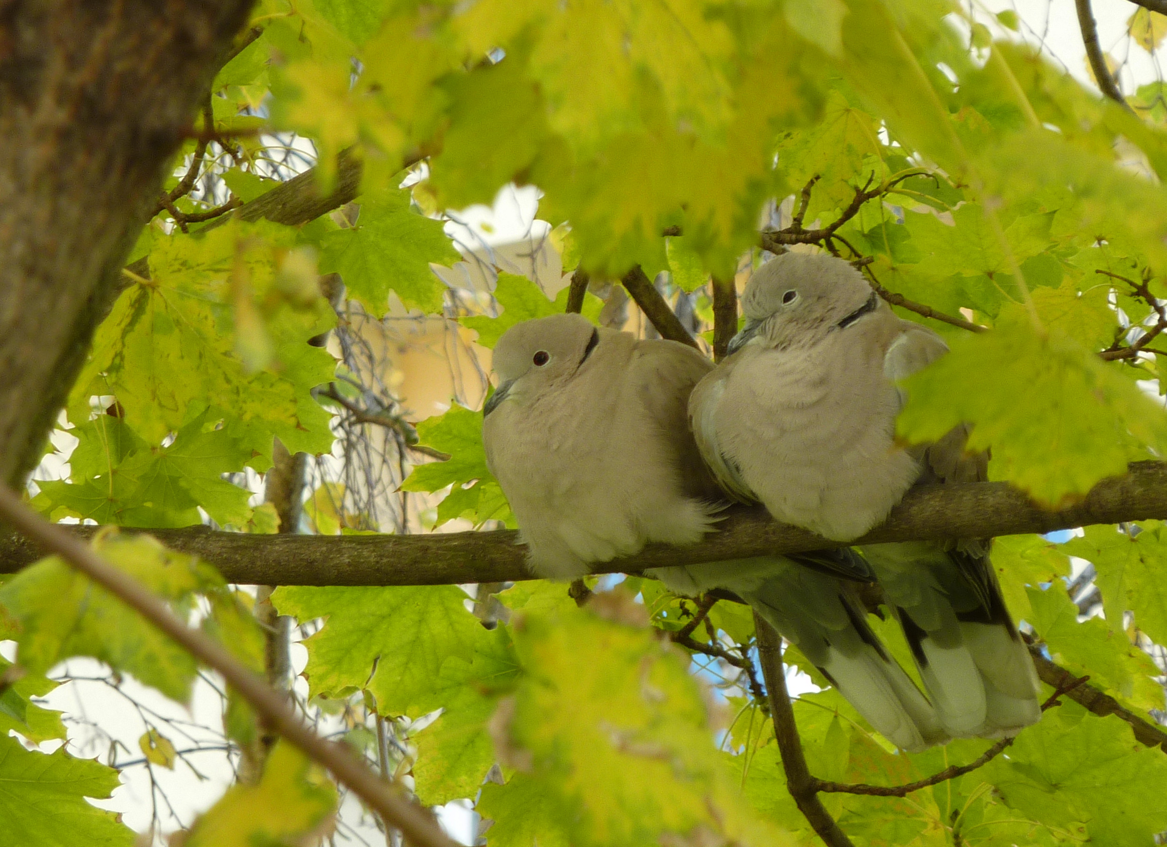 doves-balcony-scene.jpg