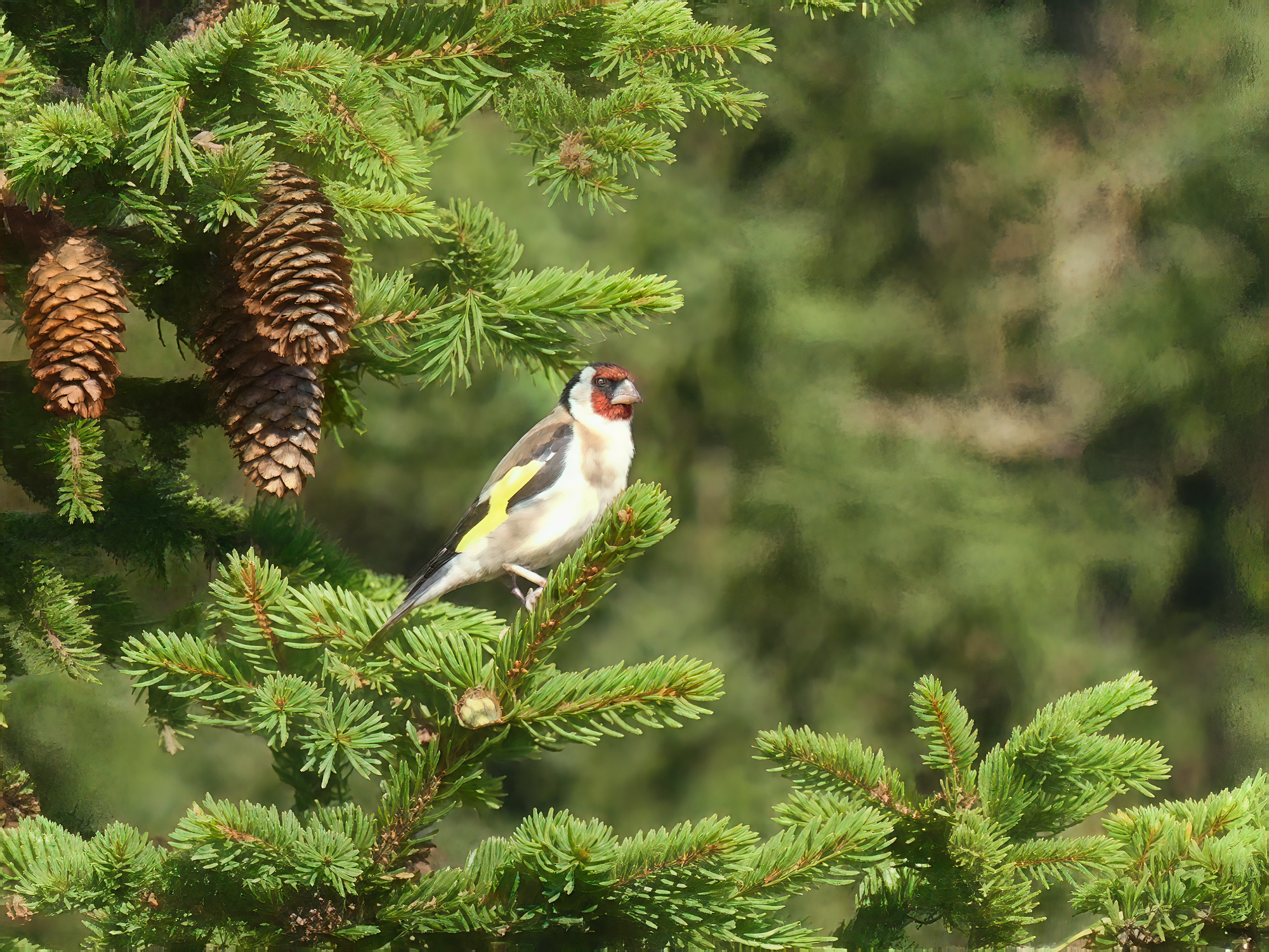 european-goldfinch.jpg