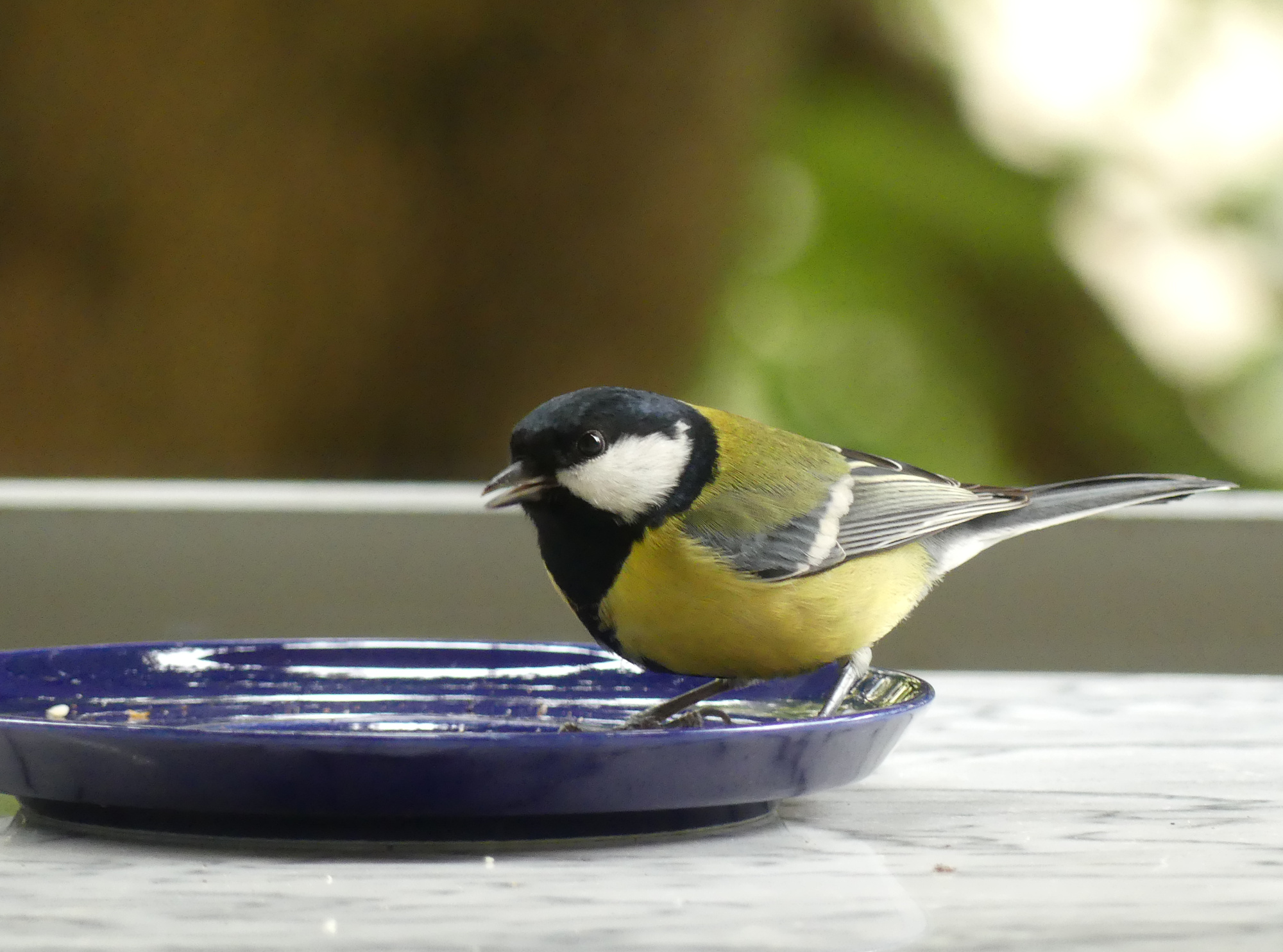 great-tit-1.jpg