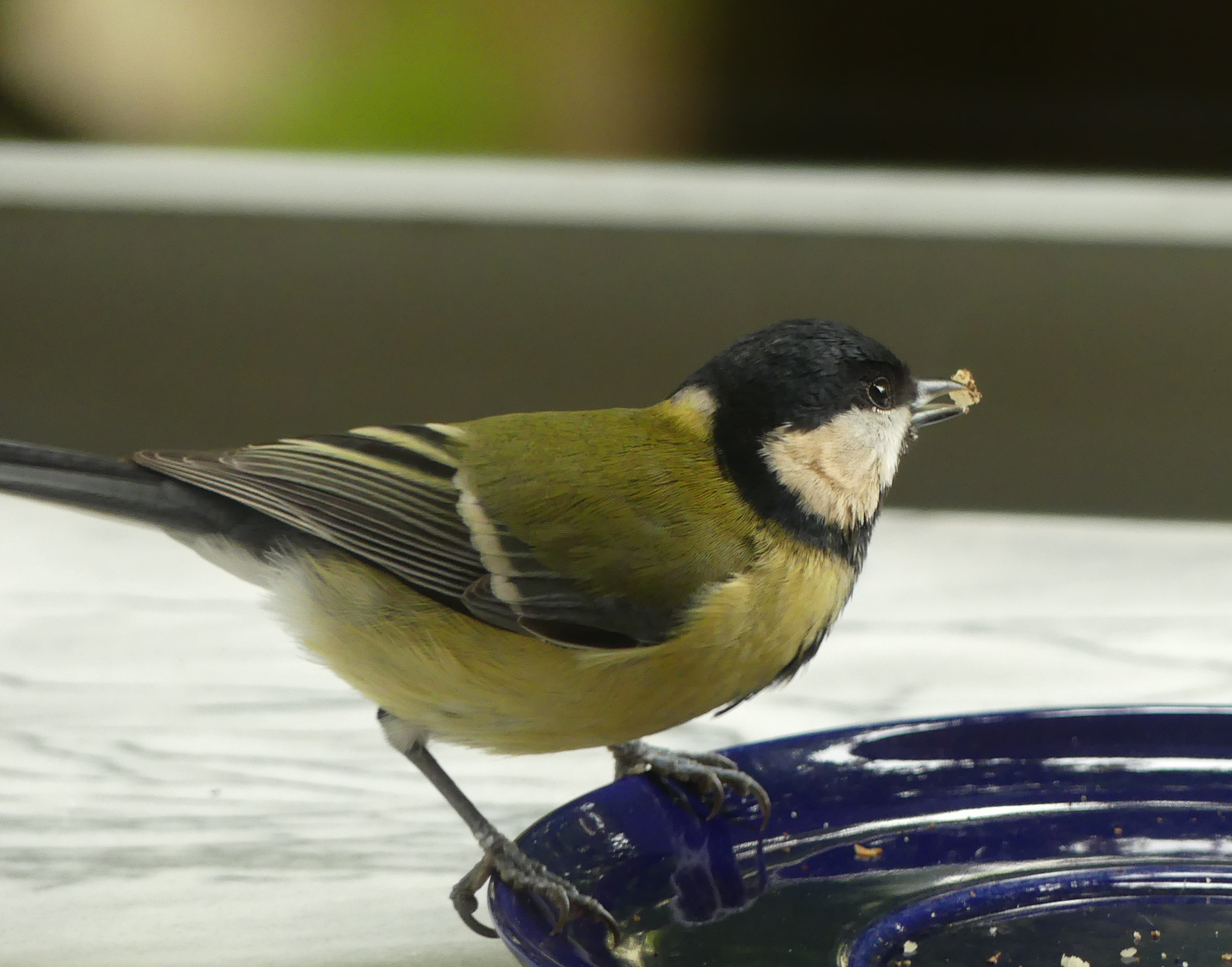 great-tit-2.jpg