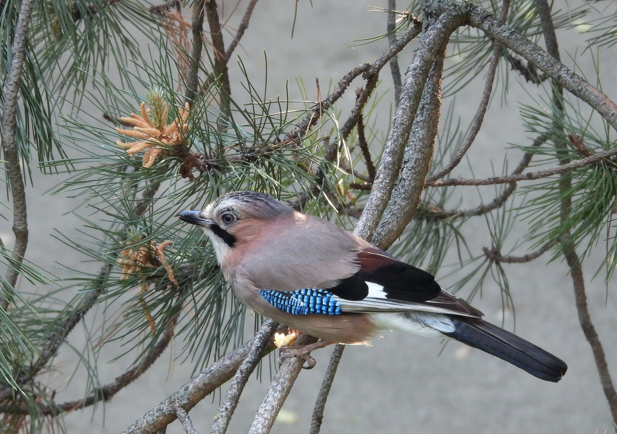 jay-1.jpg