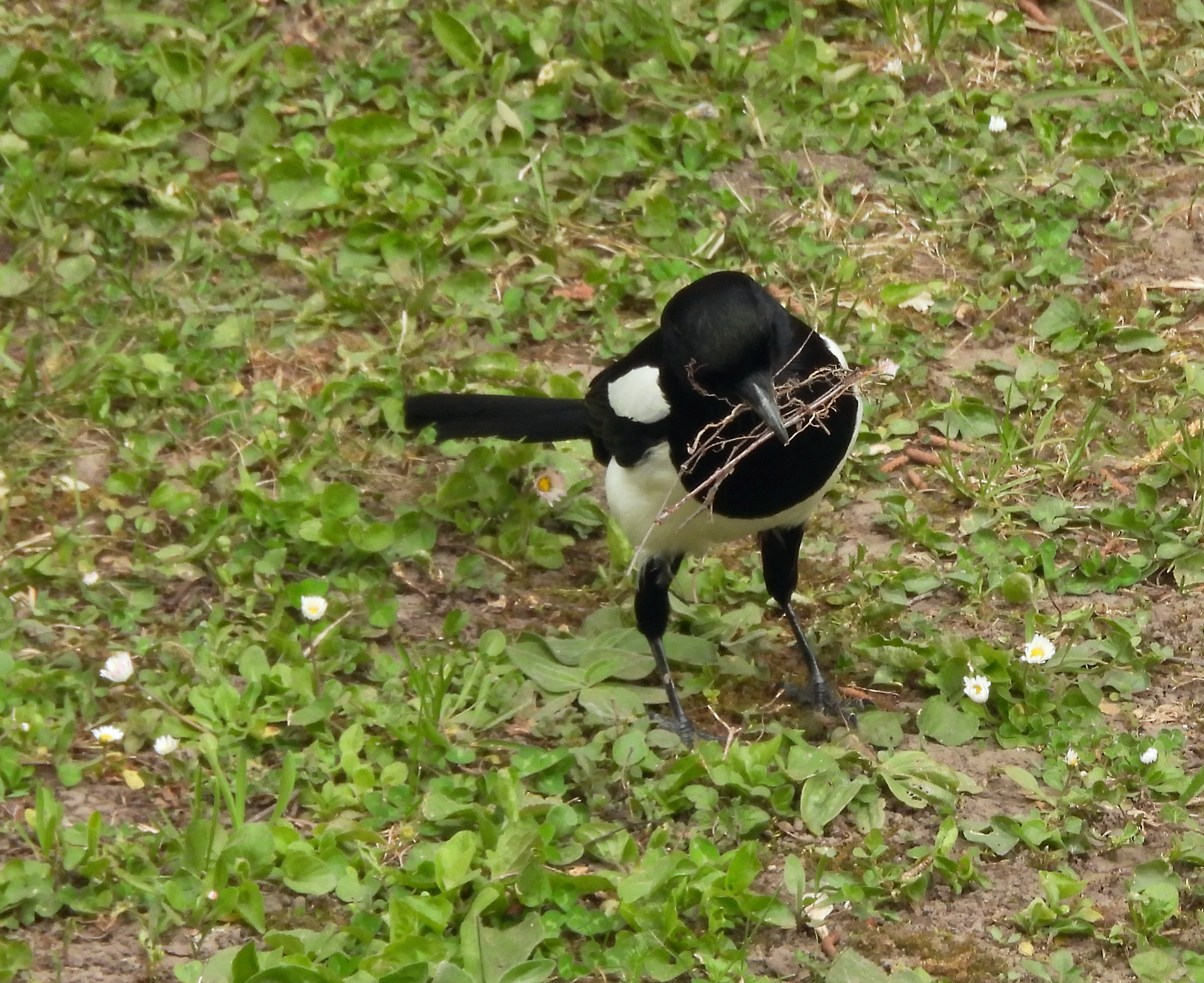 magpie-1.jpg