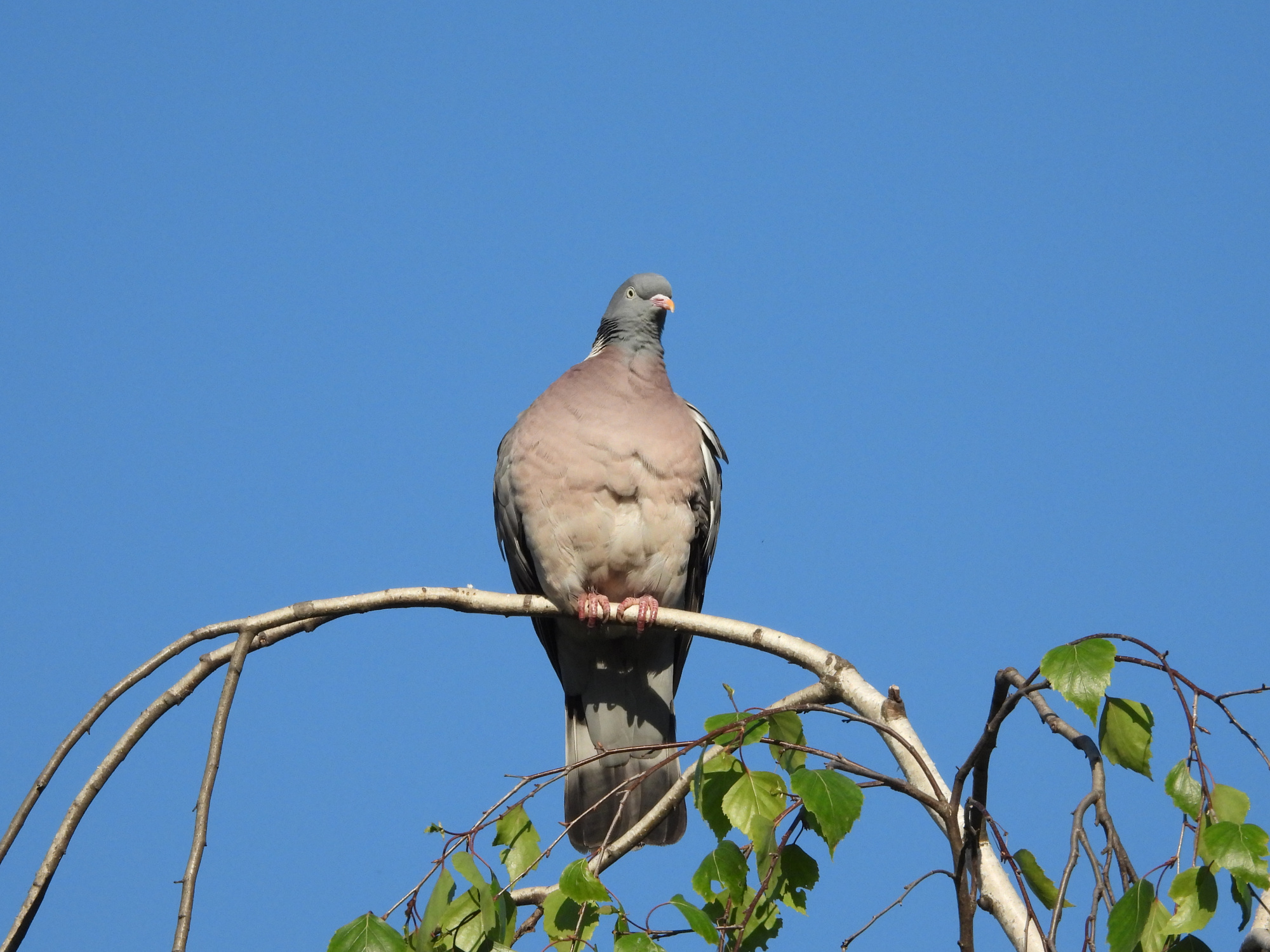 pigeon-1.jpg