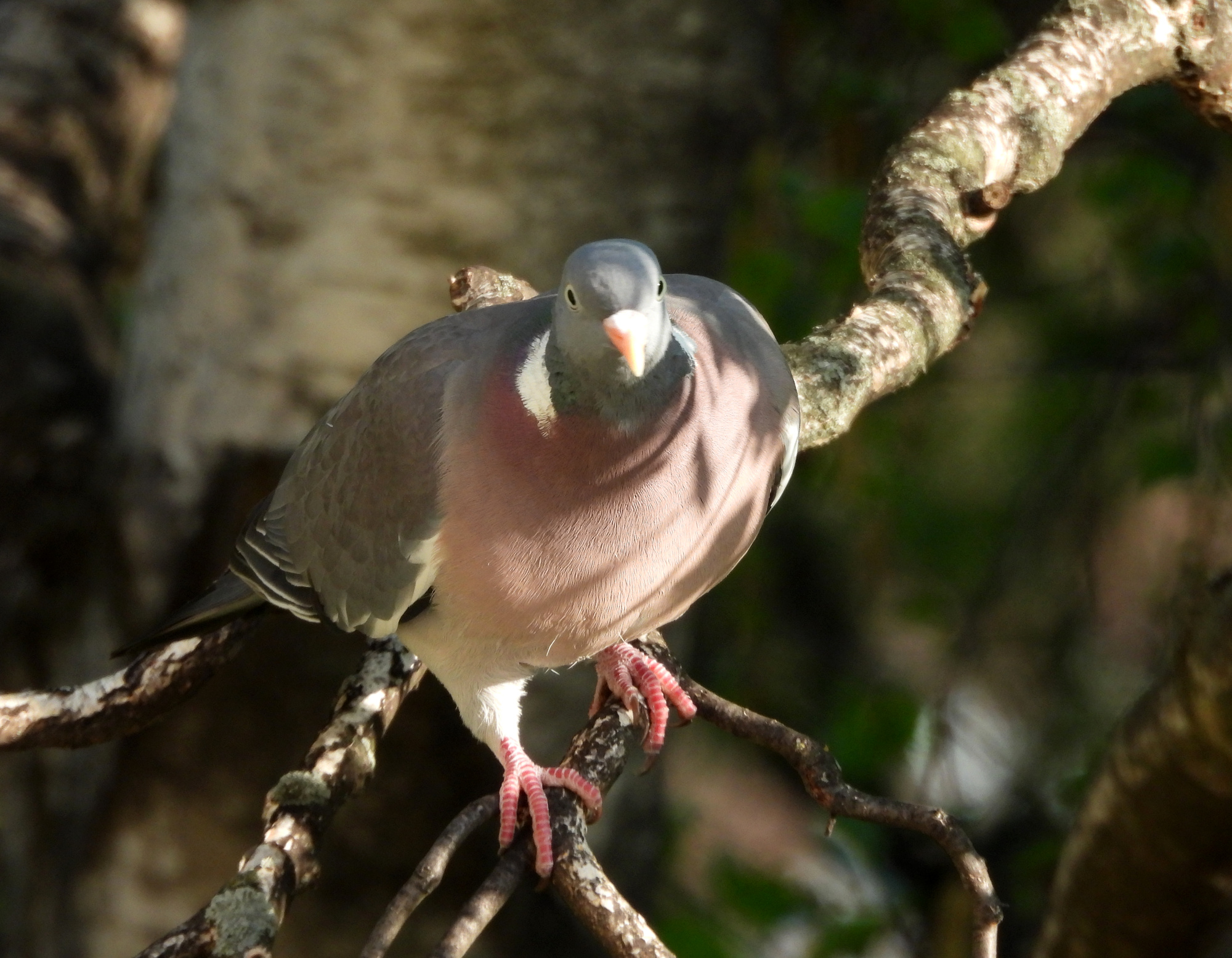 pigeon-2.jpg
