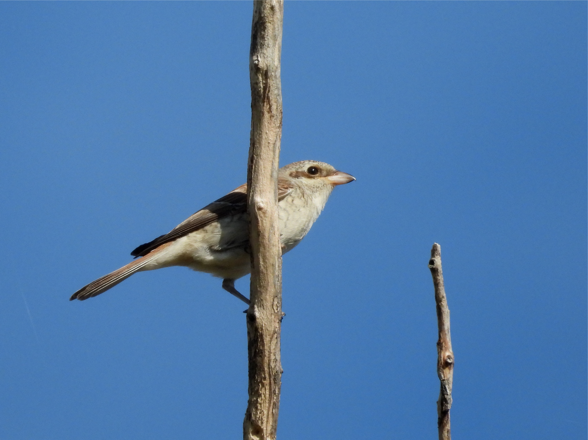 red-backed-shrike-1.jpg