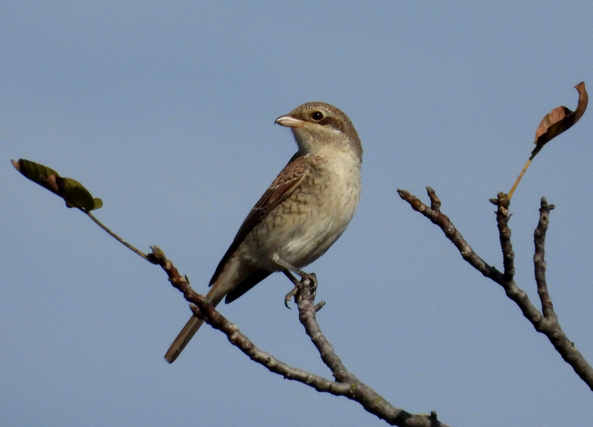 red-backed-shrike-2.jpg