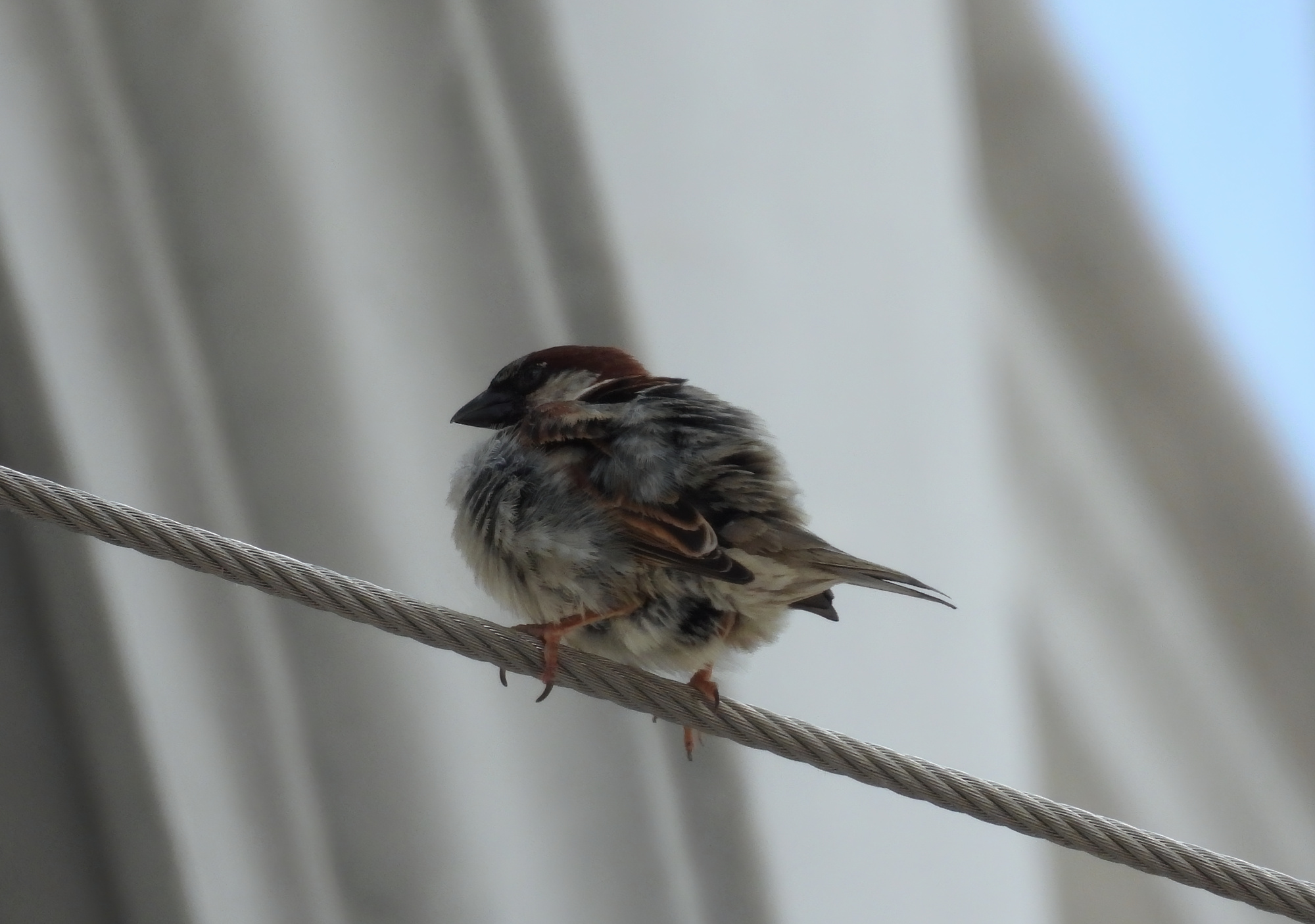 sparrow.jpg