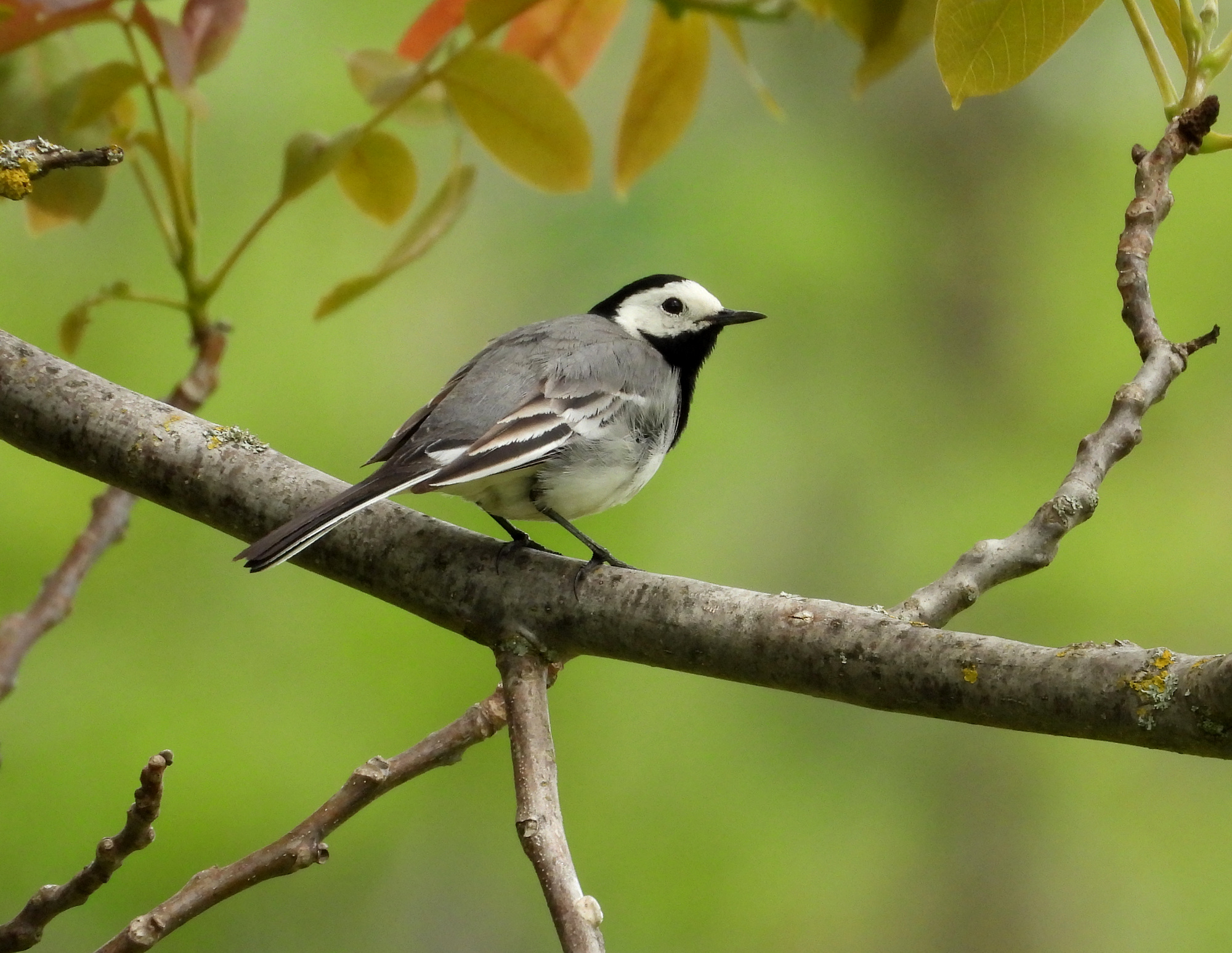white-wagtail-2.jpg