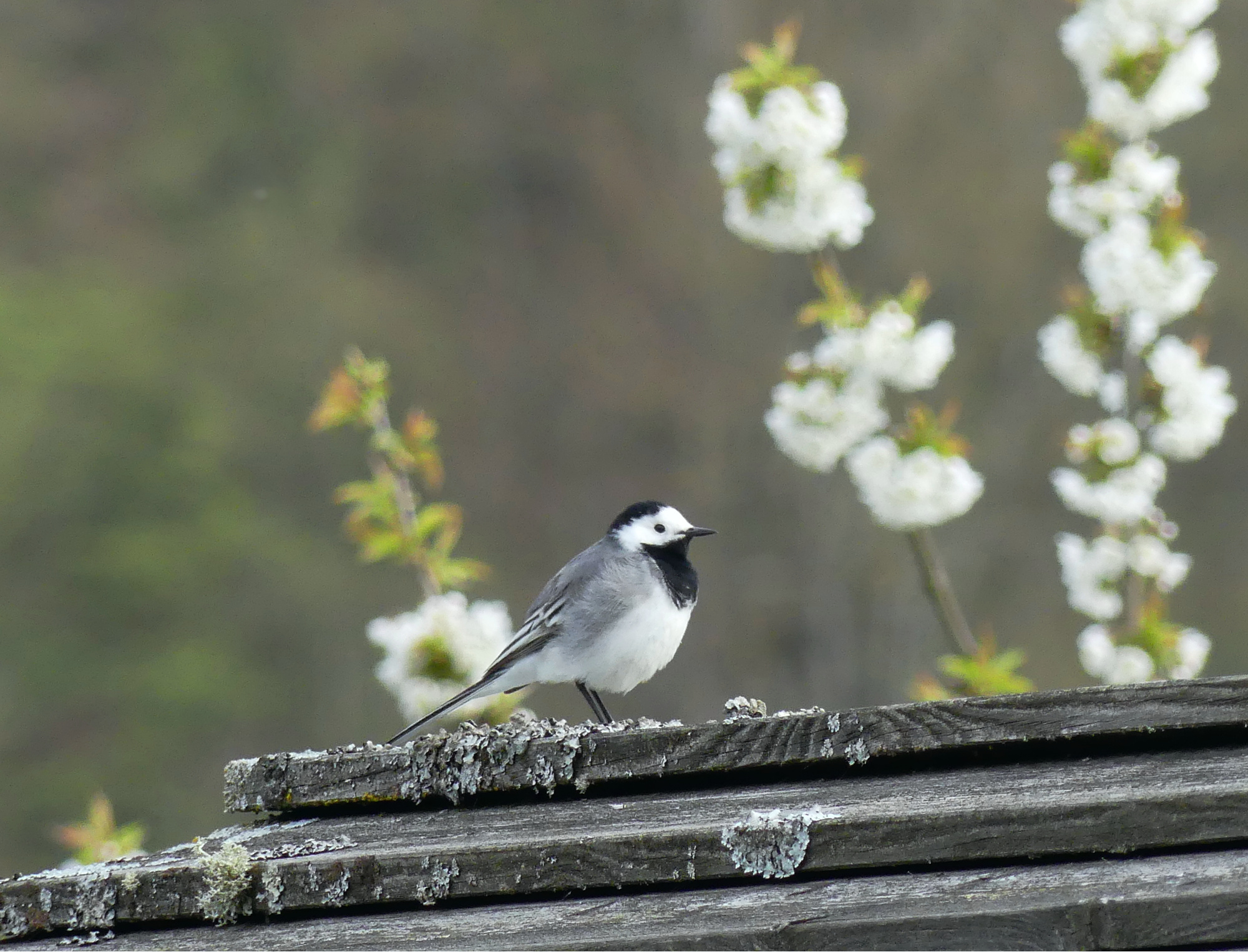 white-wagtail.jpg