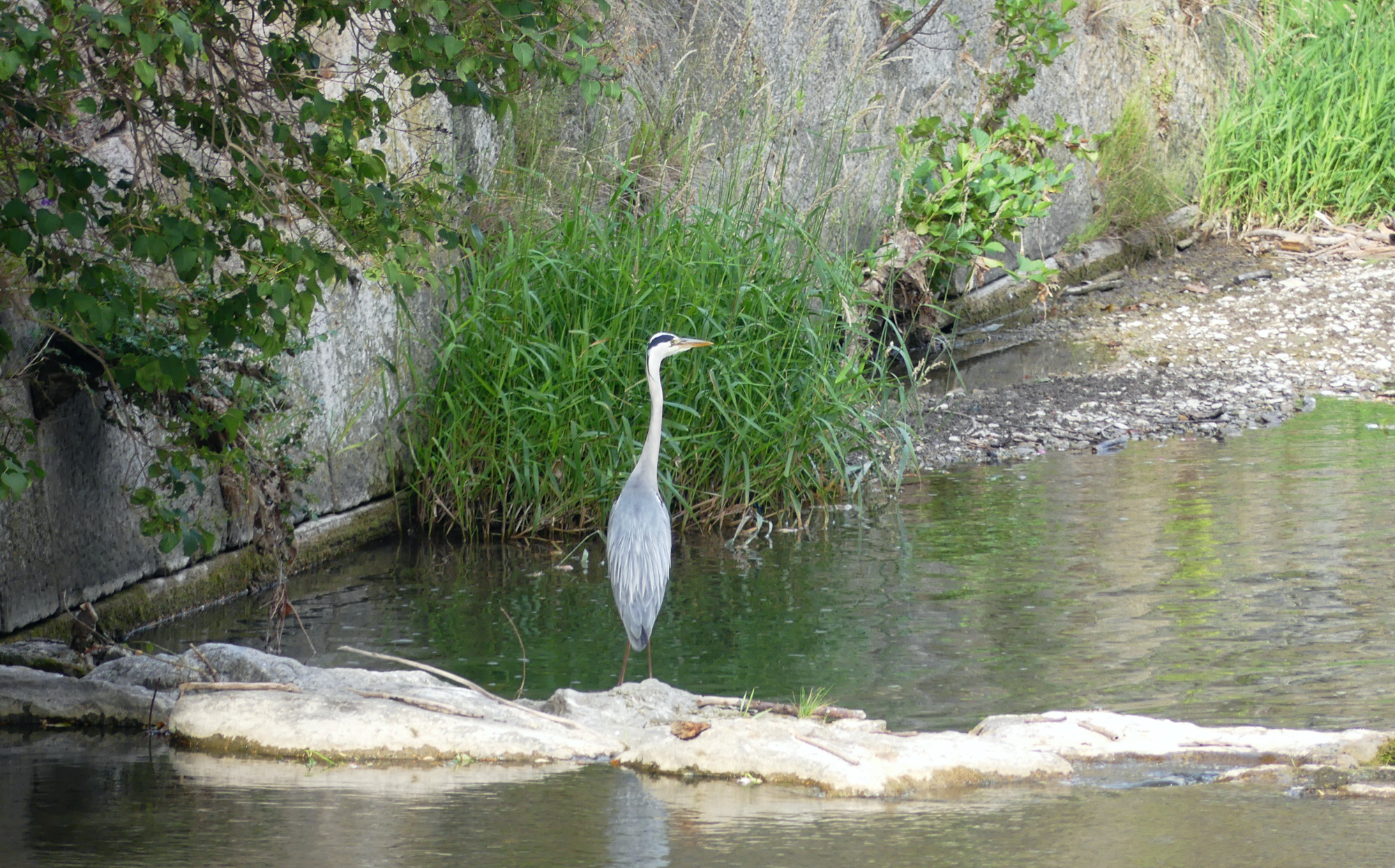 baden-heron-1.jpg