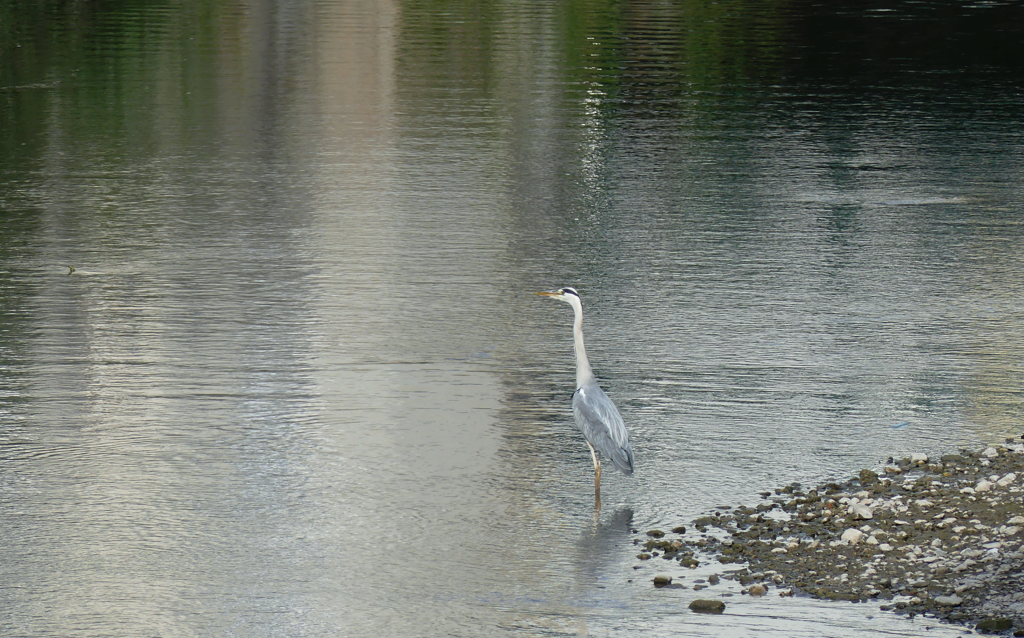 baden-heron-2.jpg