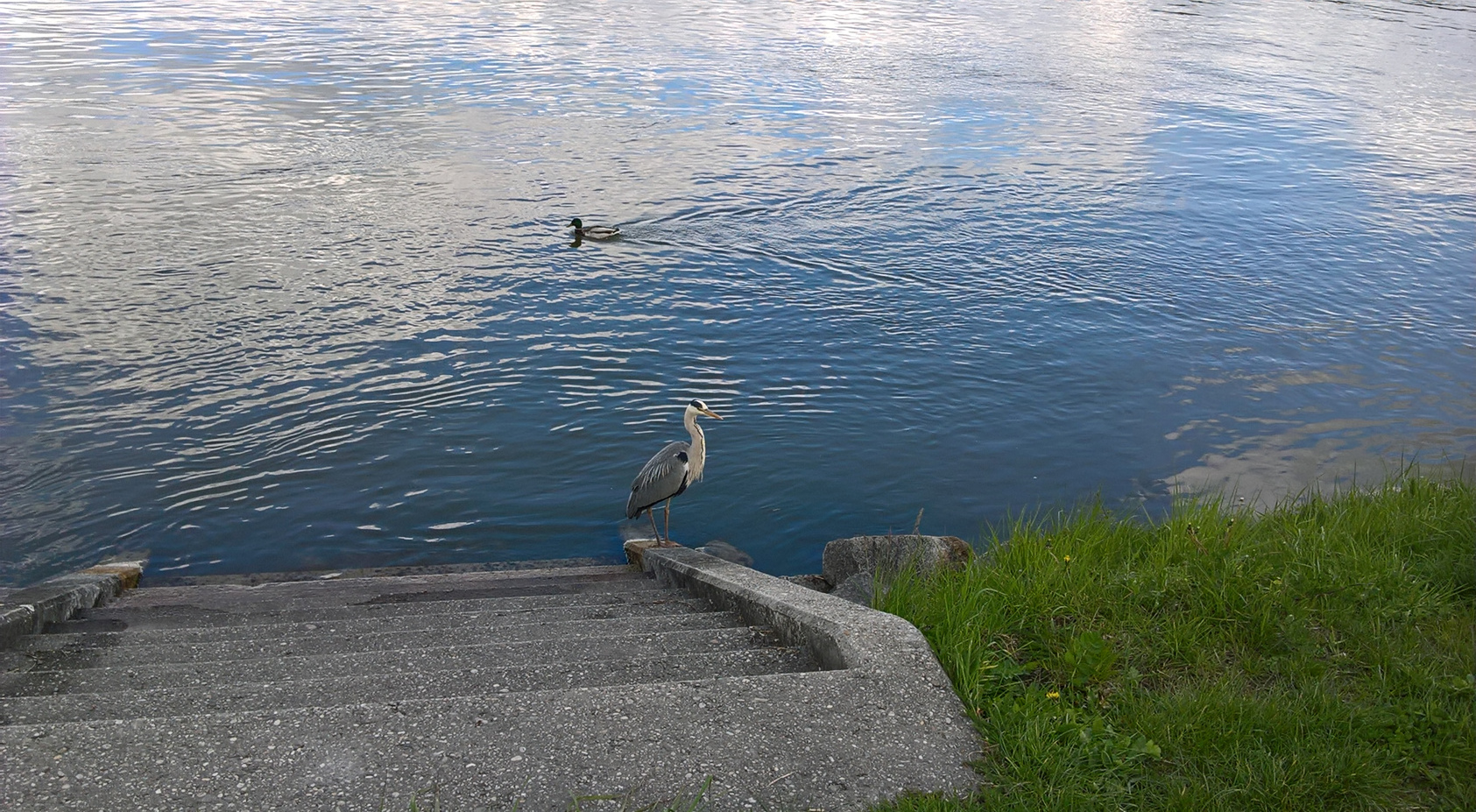 blue-danube-heron.jpg