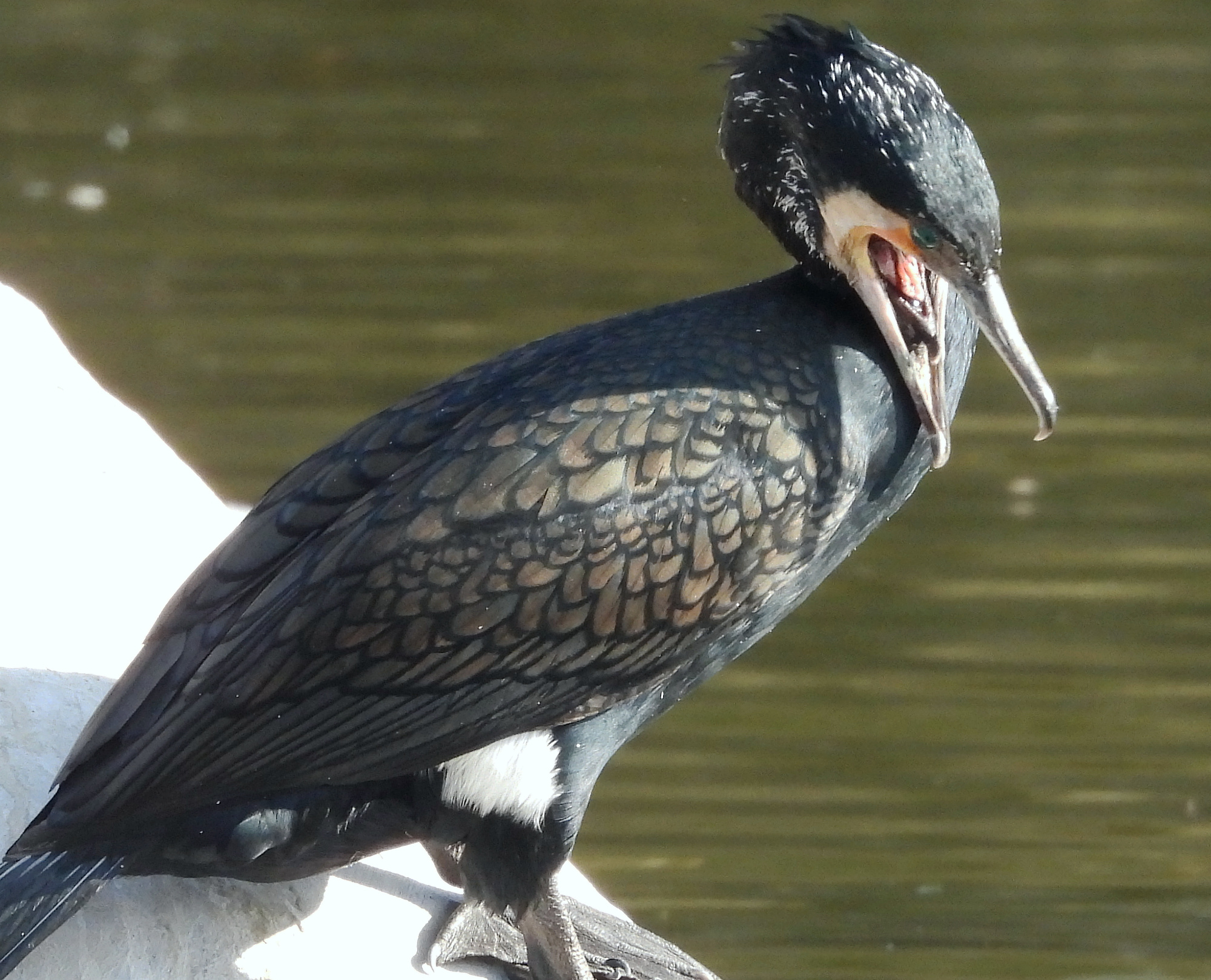 cormorant-prater-1.jpg