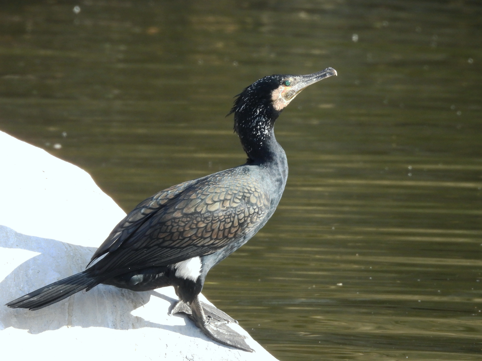 cormorant-prater-2.jpg