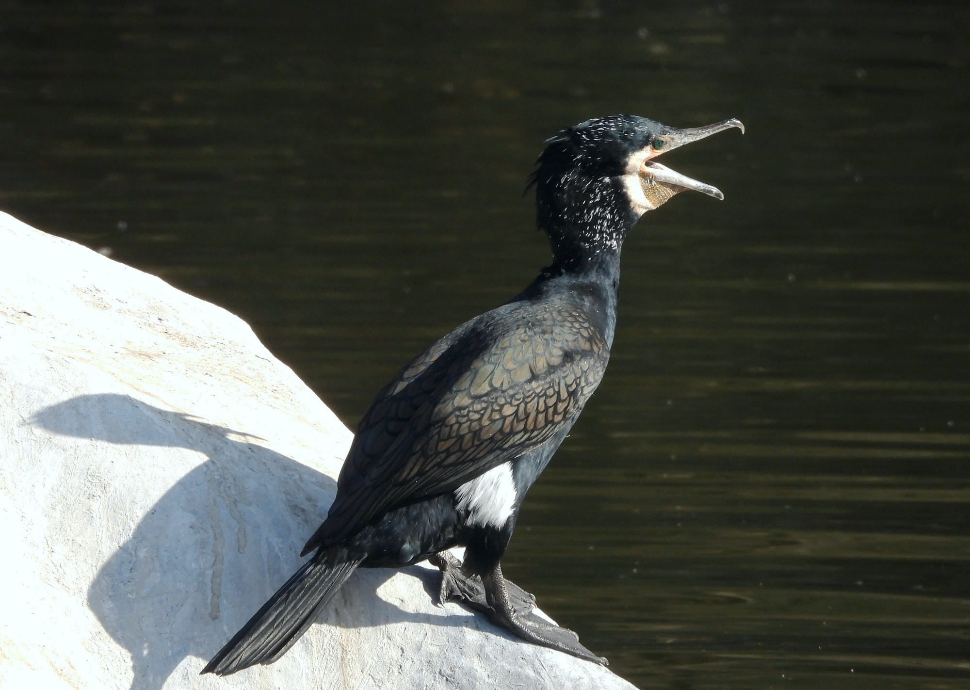 cormorant-prater-3.jpg