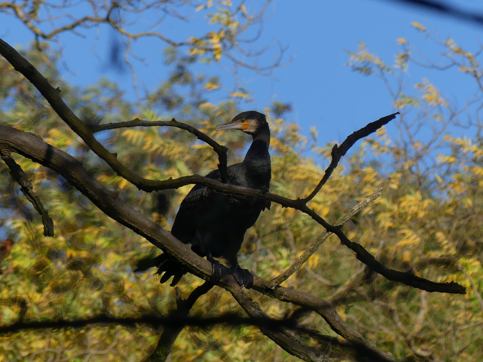 cormorant-vienna.jpg