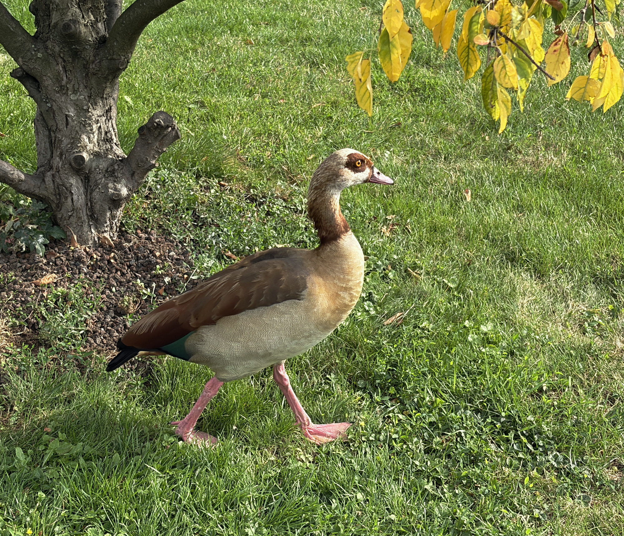 egyptian-goose.jpg