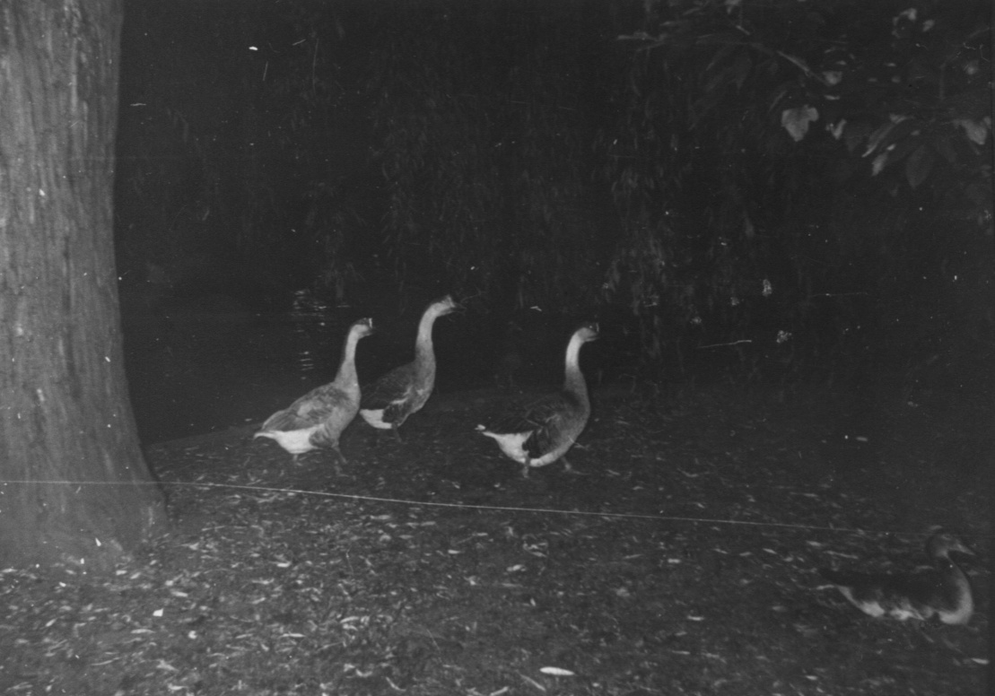 geese-vienna-1961.jpg