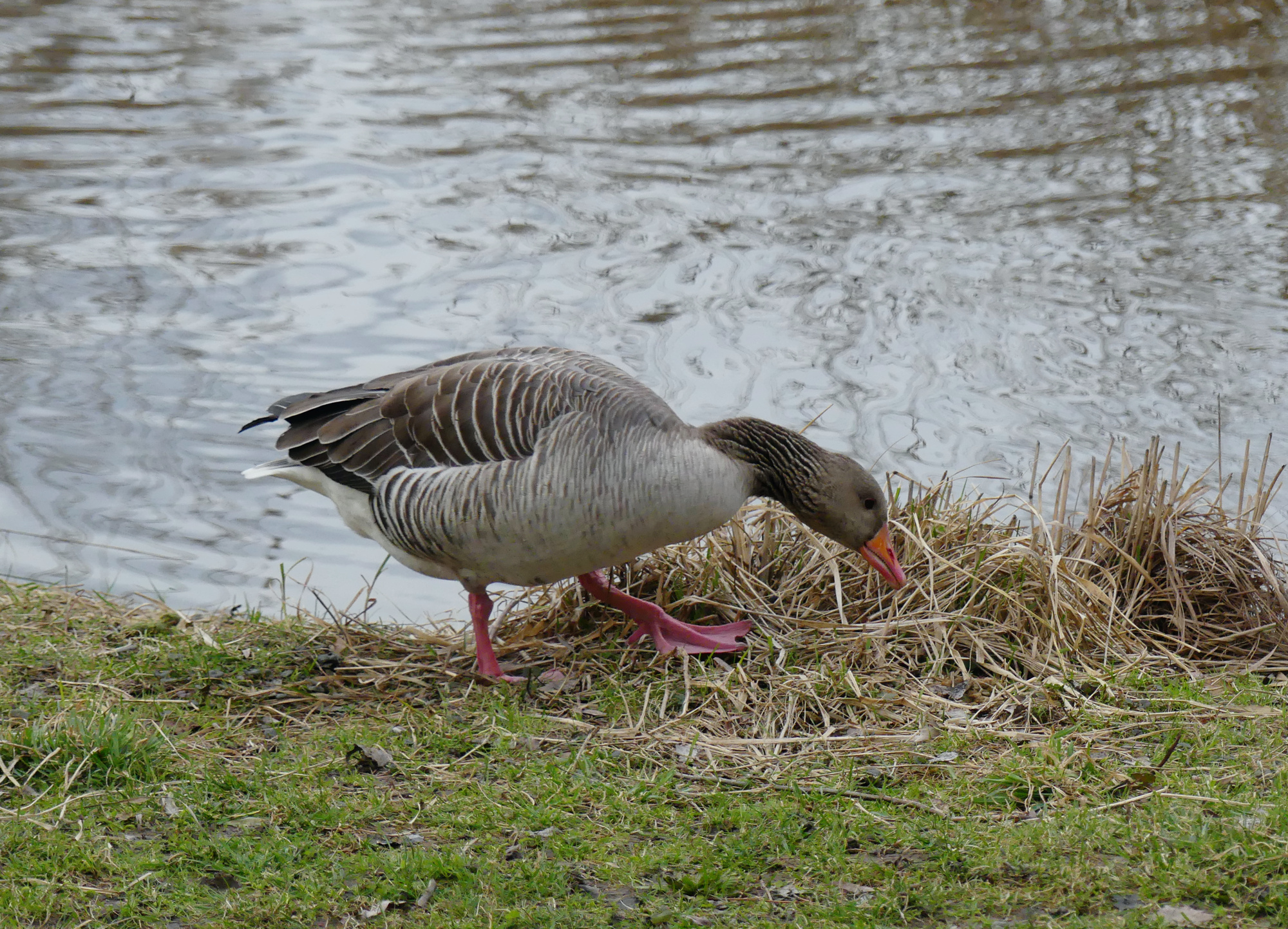 goose-vienna.jpg