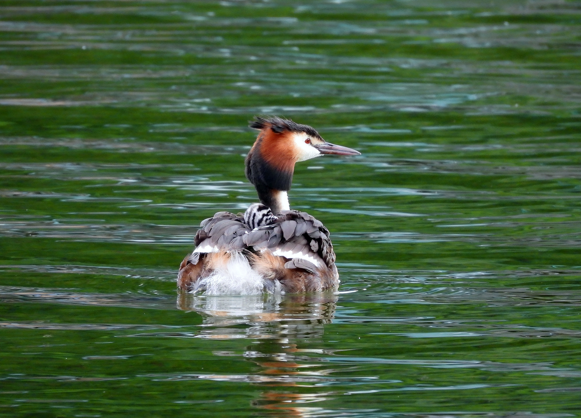 great-crested-grebe.jpg