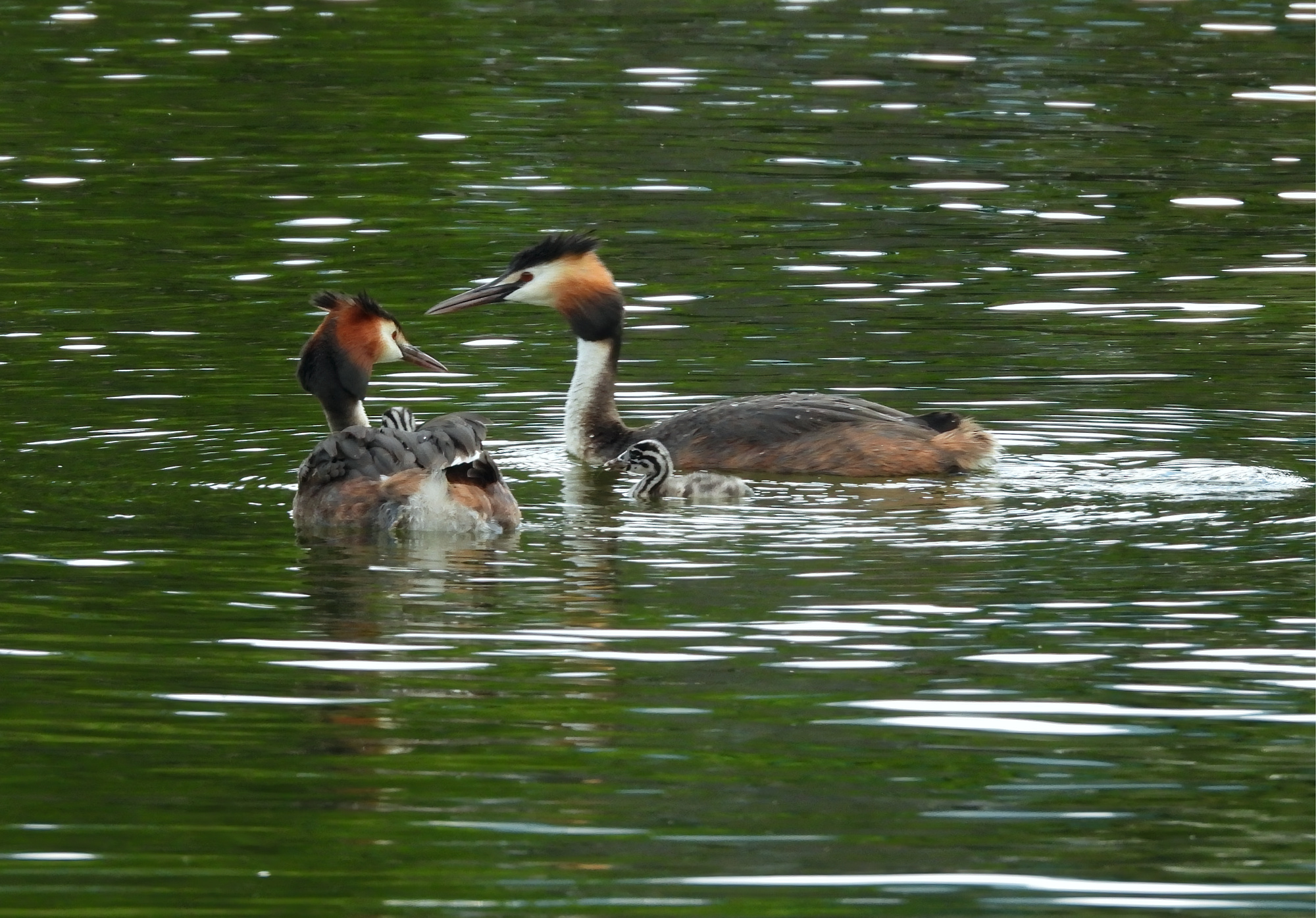 great-crested-grebes.jpg