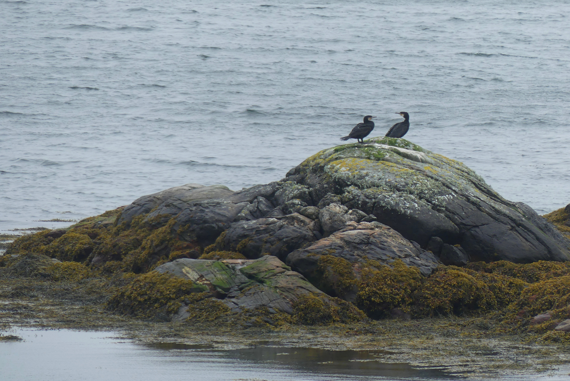 harris-cormorants-1.jpg