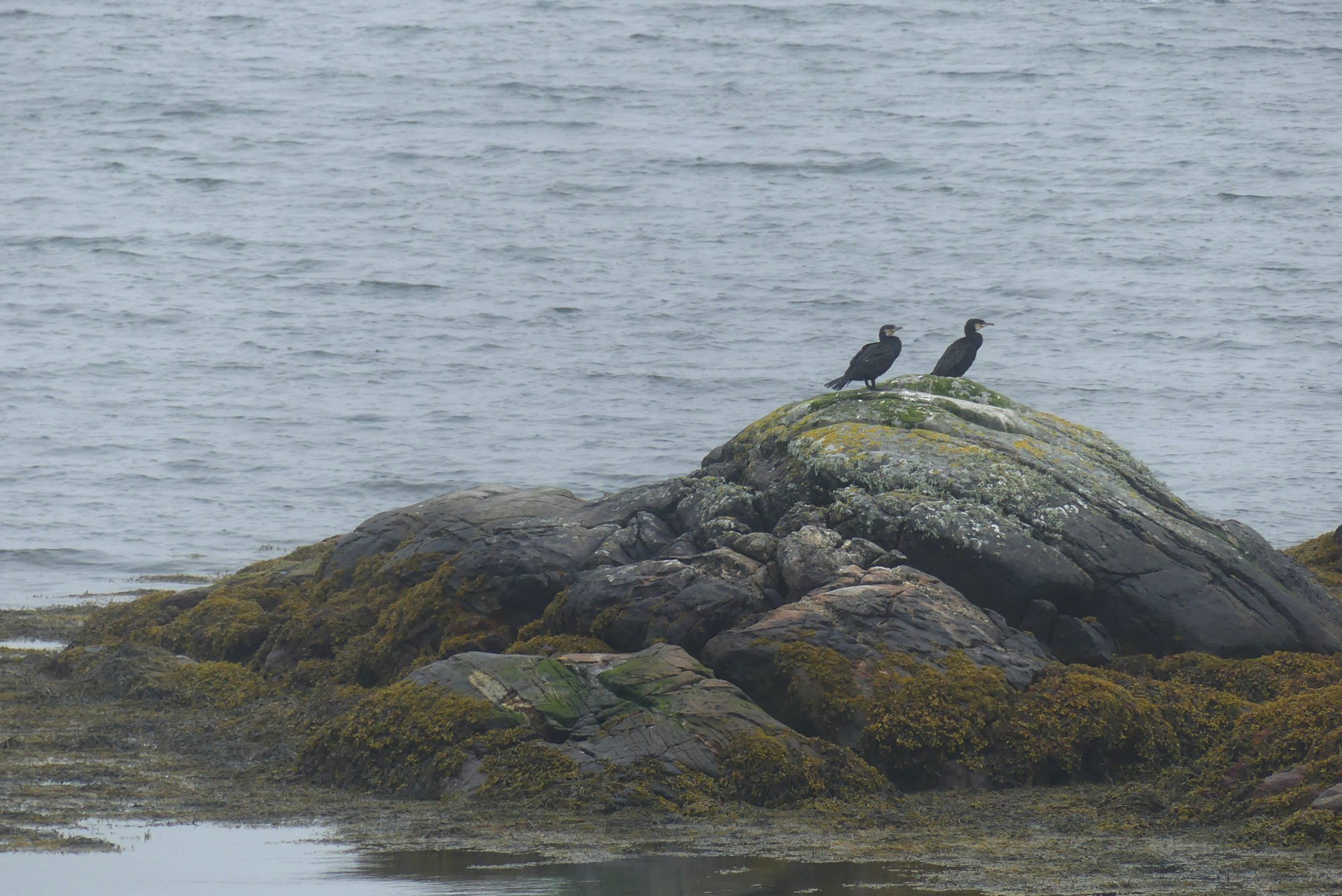 harris-cormorants-2.jpg