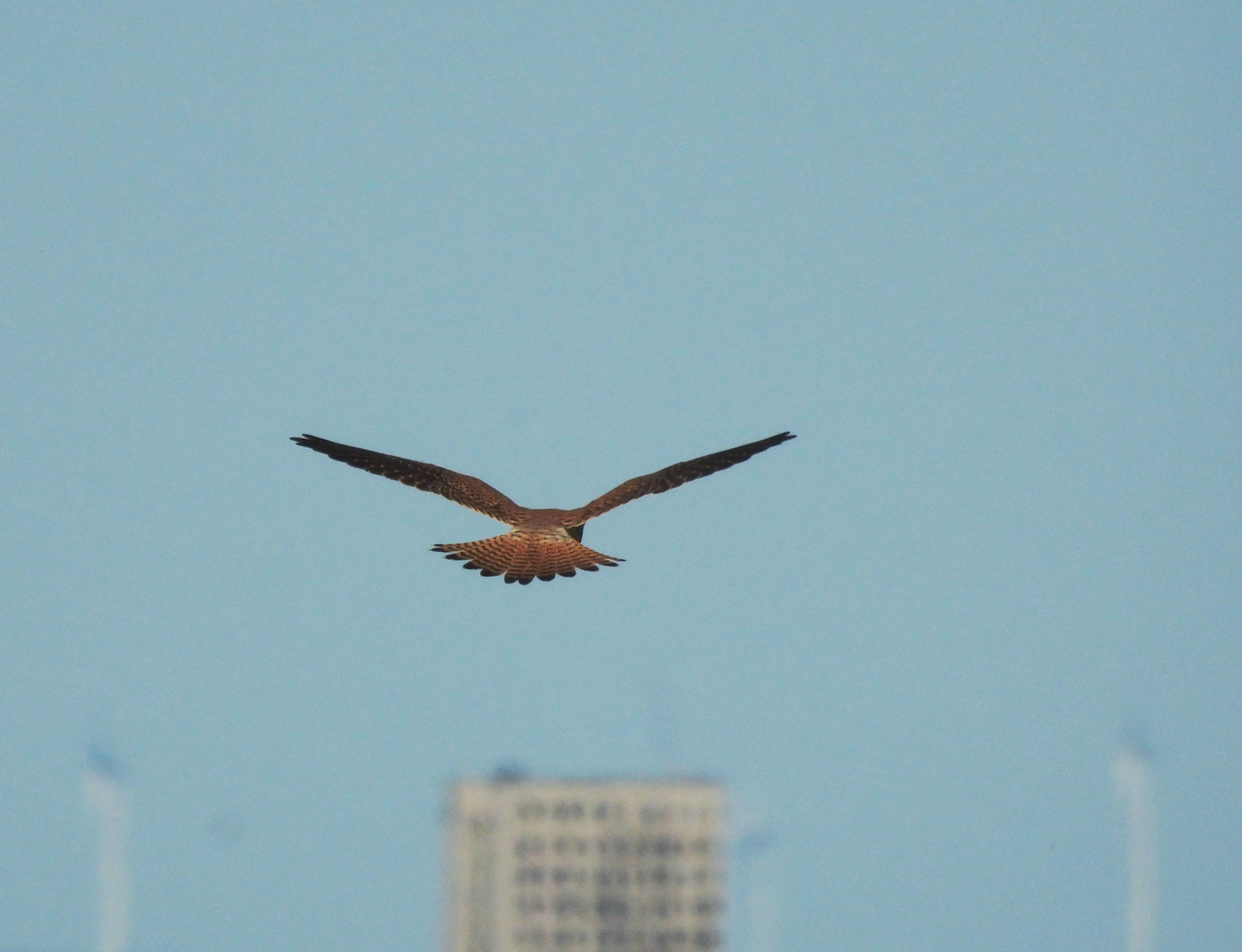 hawk-laaerberg-1.jpg