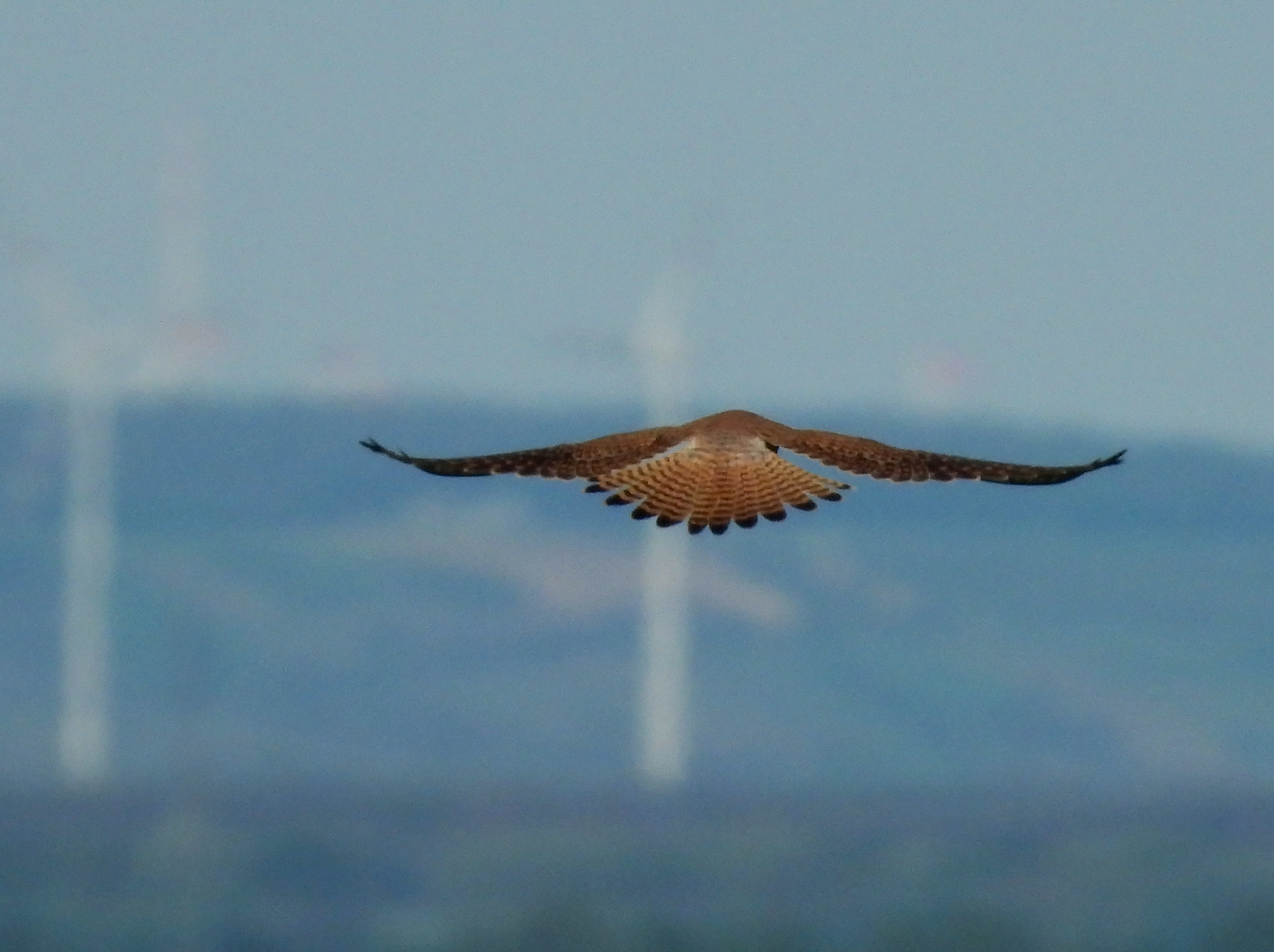 hawk-laaerberg-2.jpg