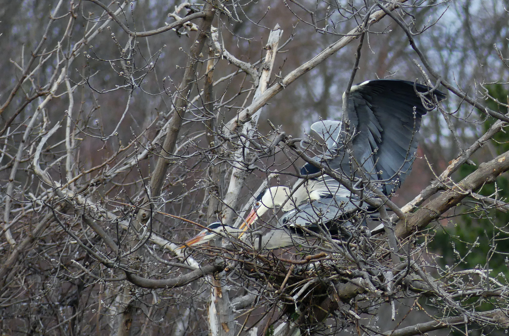 heron-sex-1.jpg