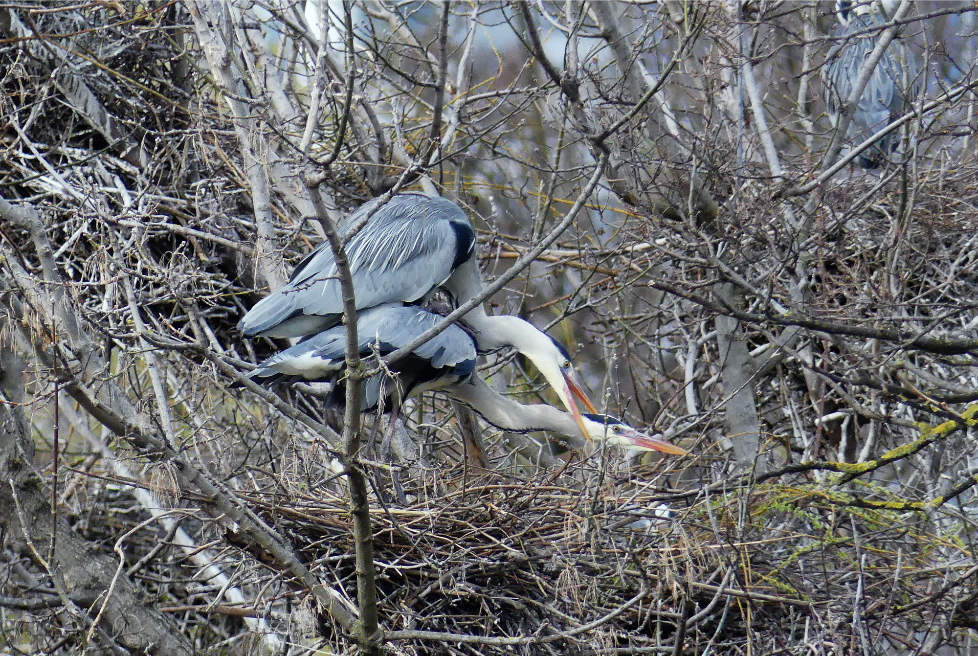 heron-sex-2.jpg