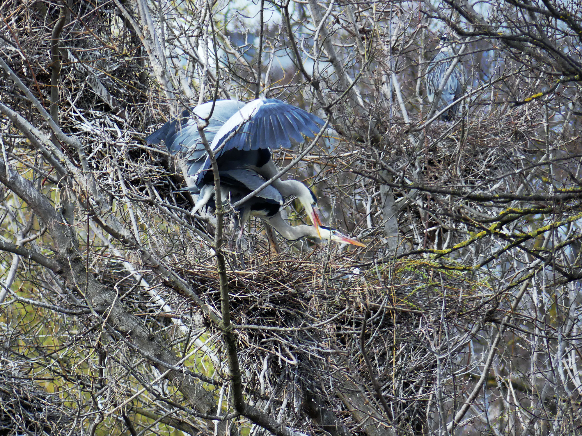 heron-sex-3.jpg