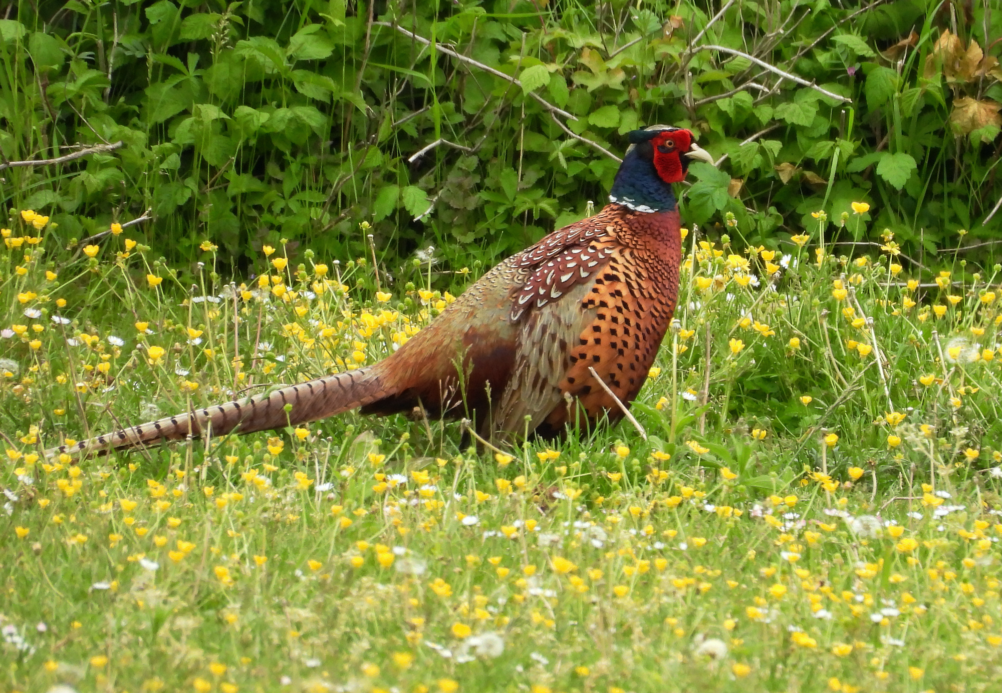 pheasant.jpg