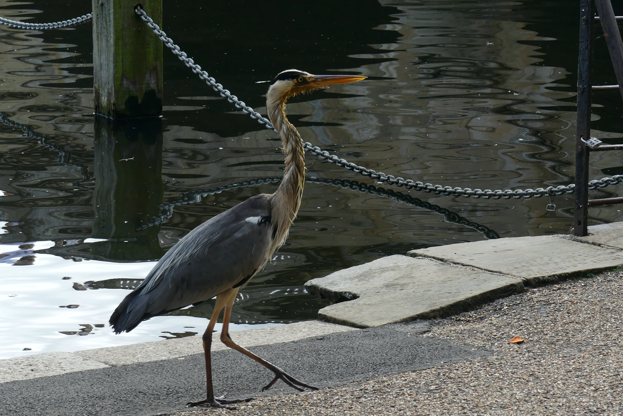 serpentine-heron.jpg