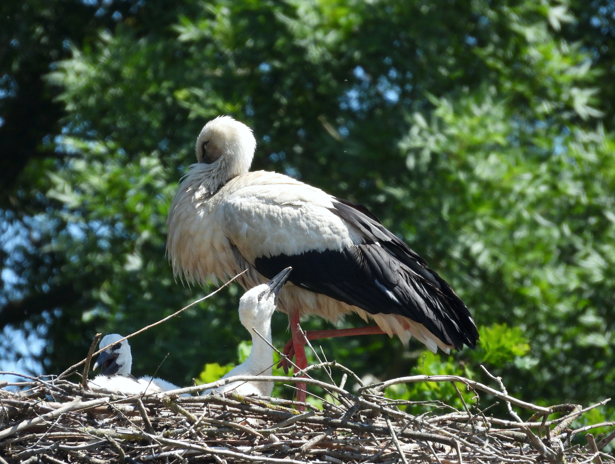 stork-marchegg-2.jpg